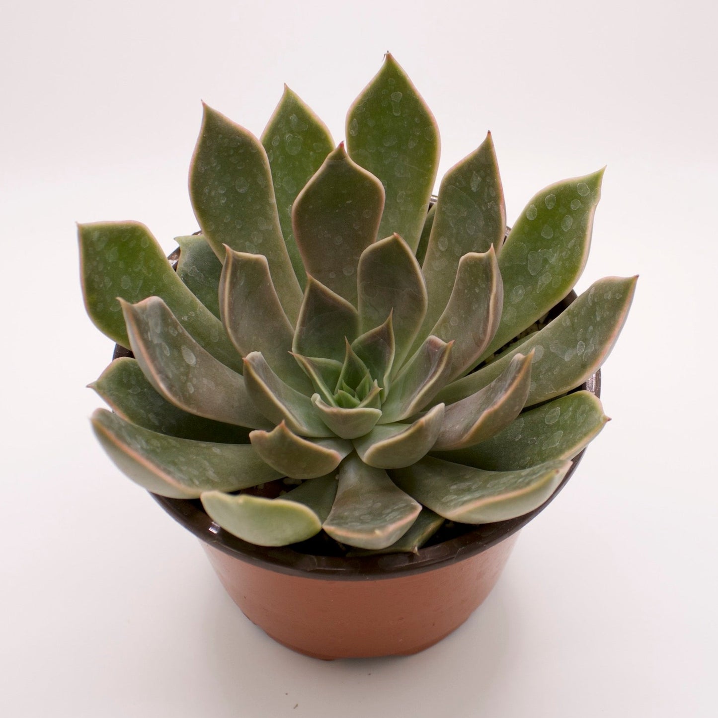 Echeveria Mensa