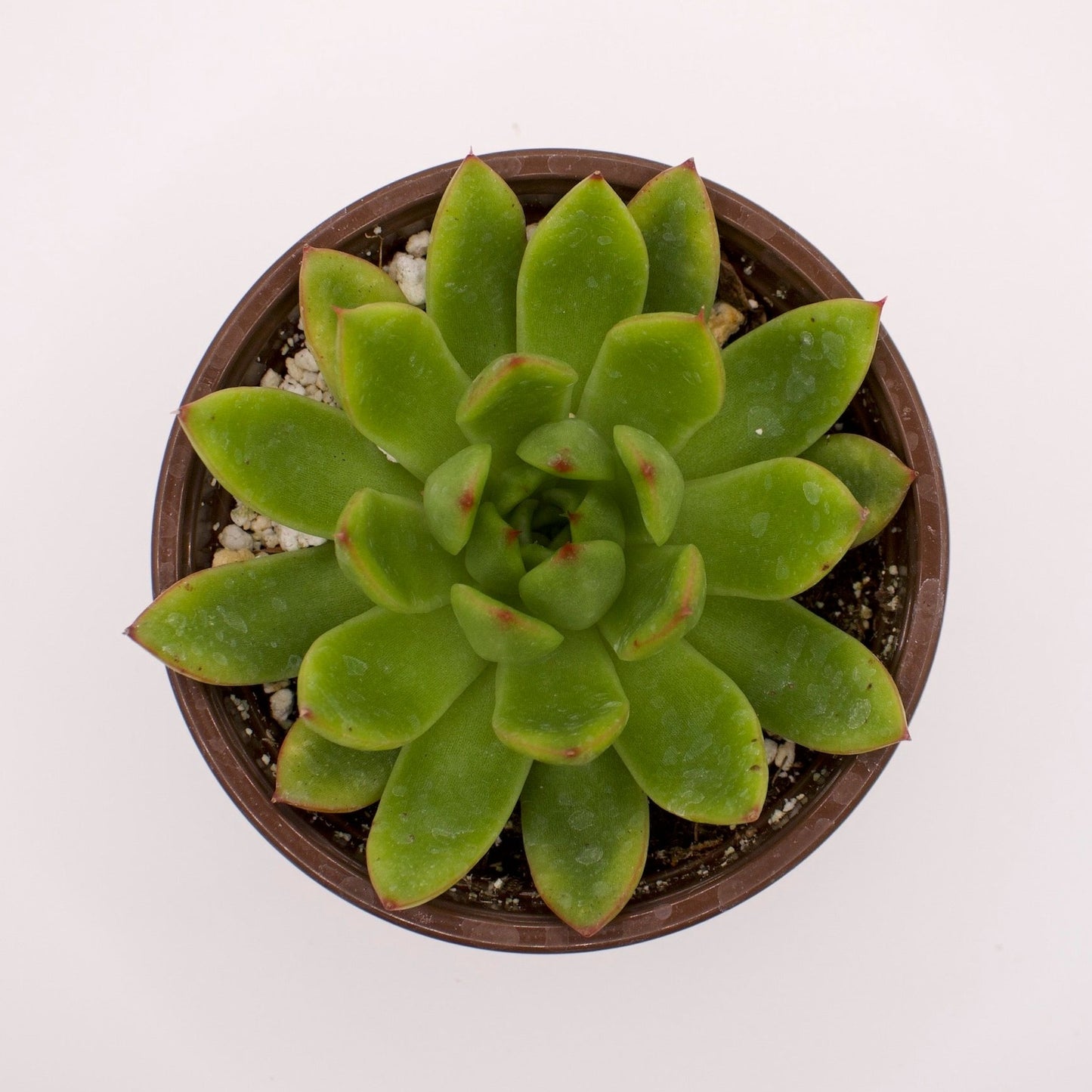 Echeveria Agavoides