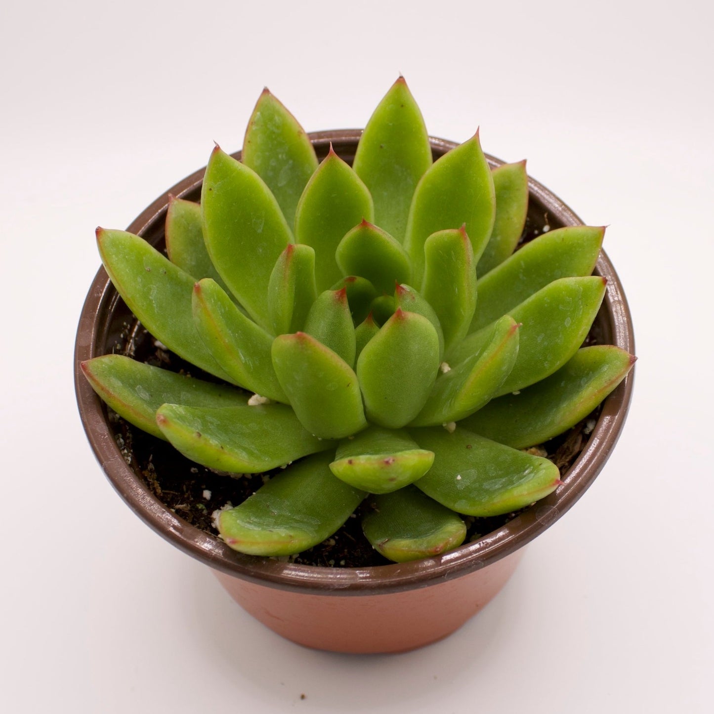 Echeveria Agavoides