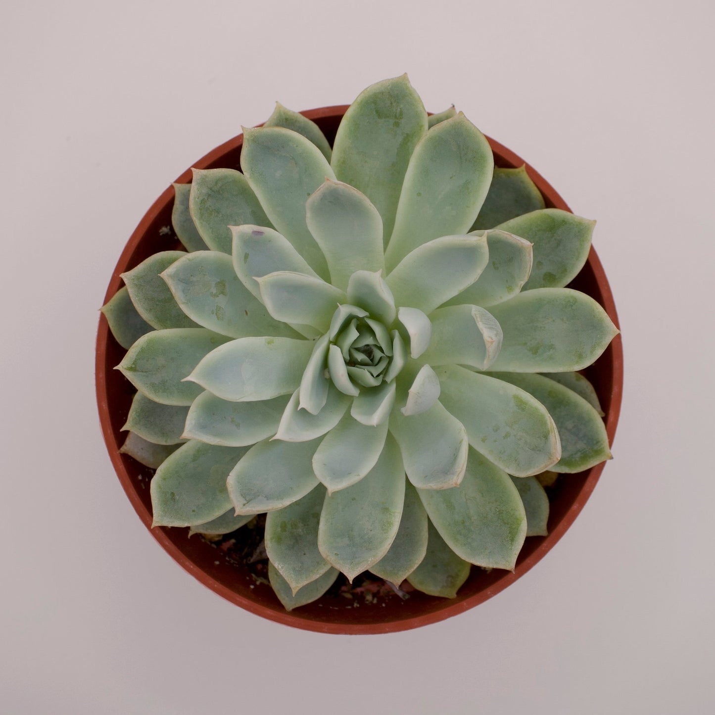 Echeveria Violet Queen