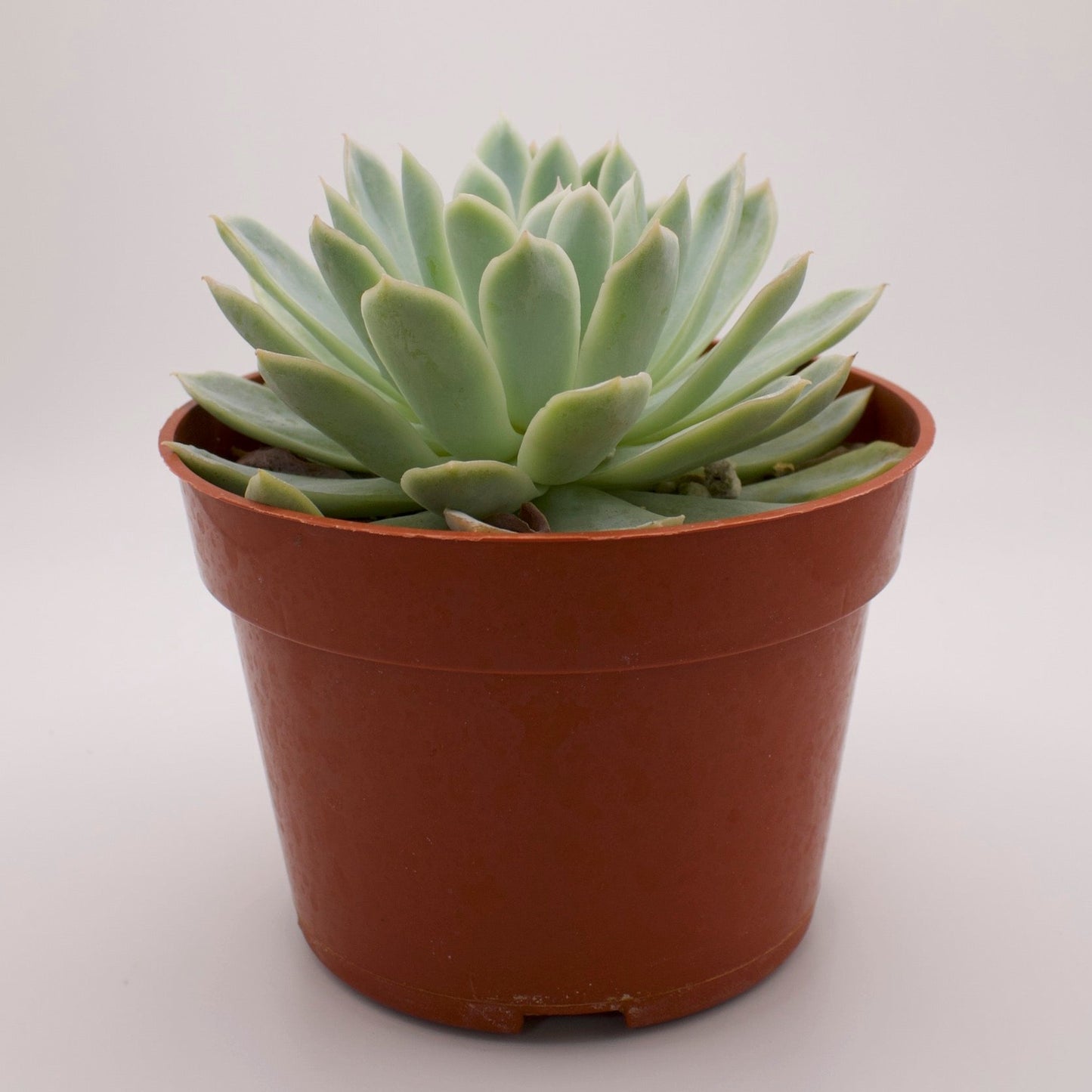 Echeveria Violet Queen