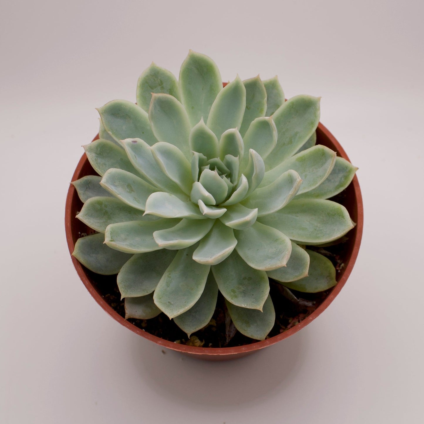 Echeveria Violet Queen