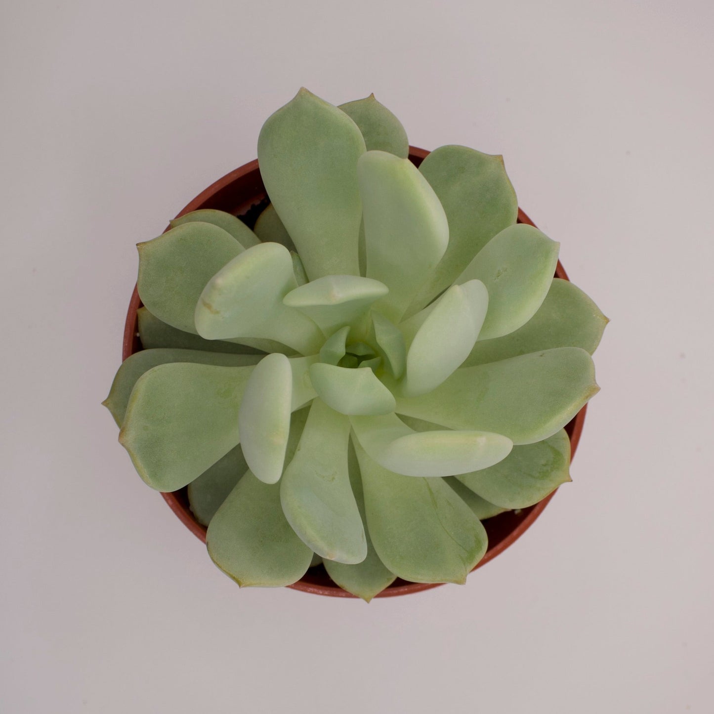 Graptoveria Moonglow