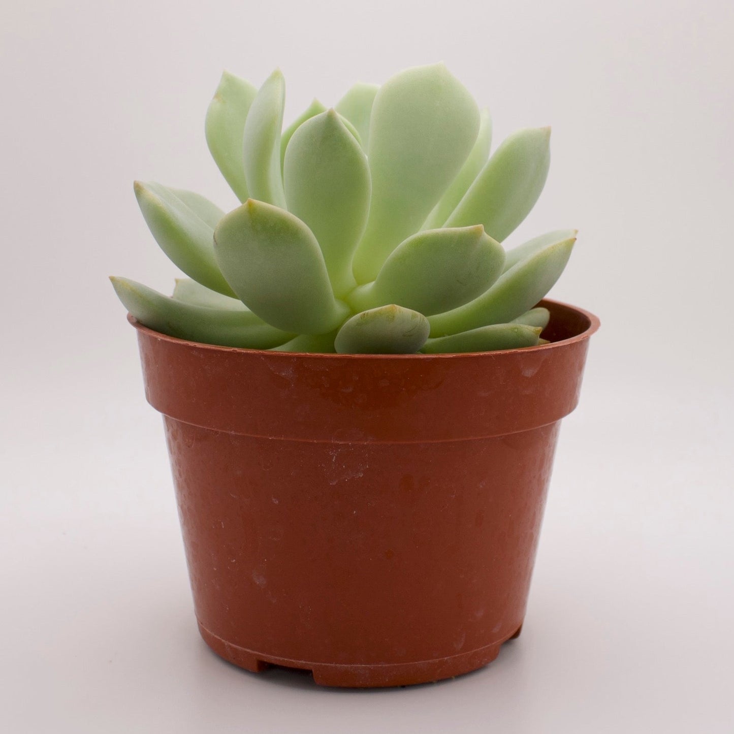 Graptoveria Moonglow