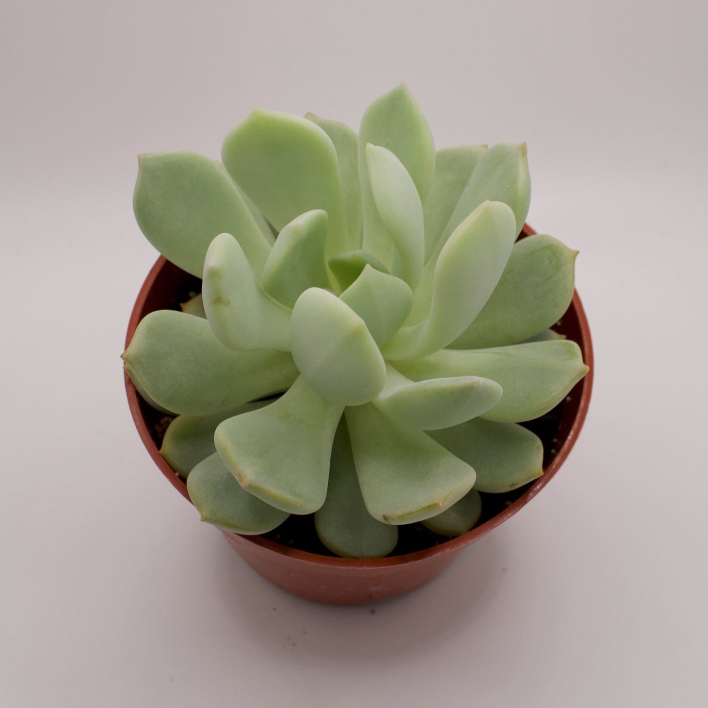 Graptoveria Moonglow