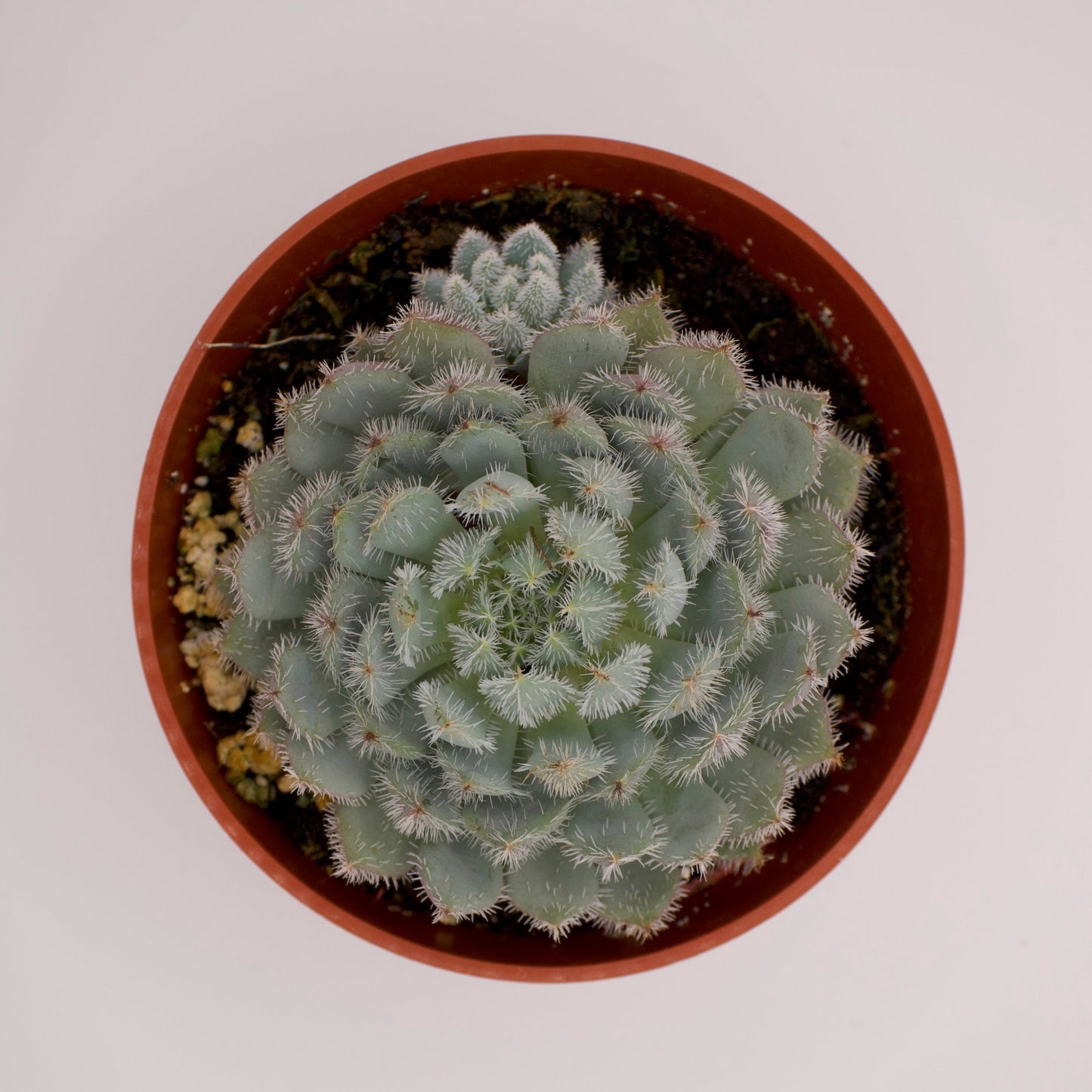 Echeveria Furball