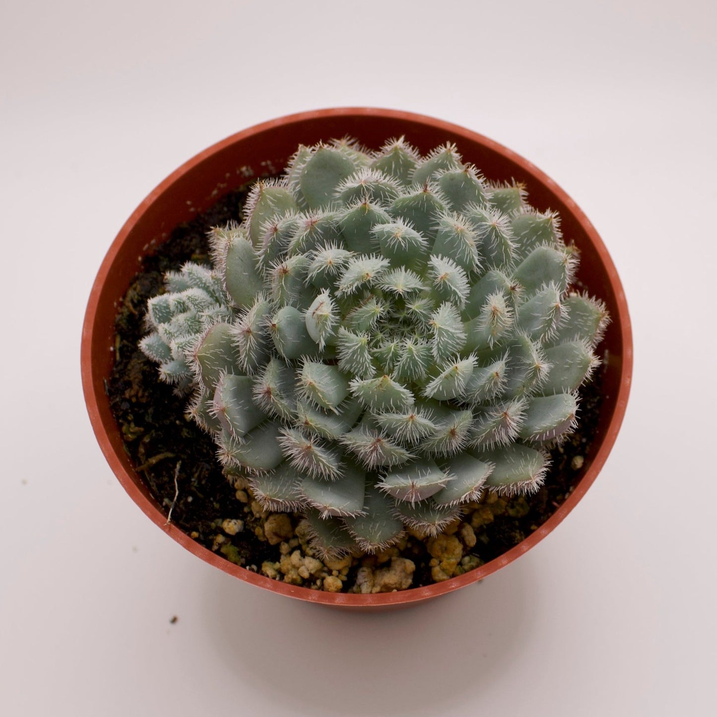 Echeveria Furball