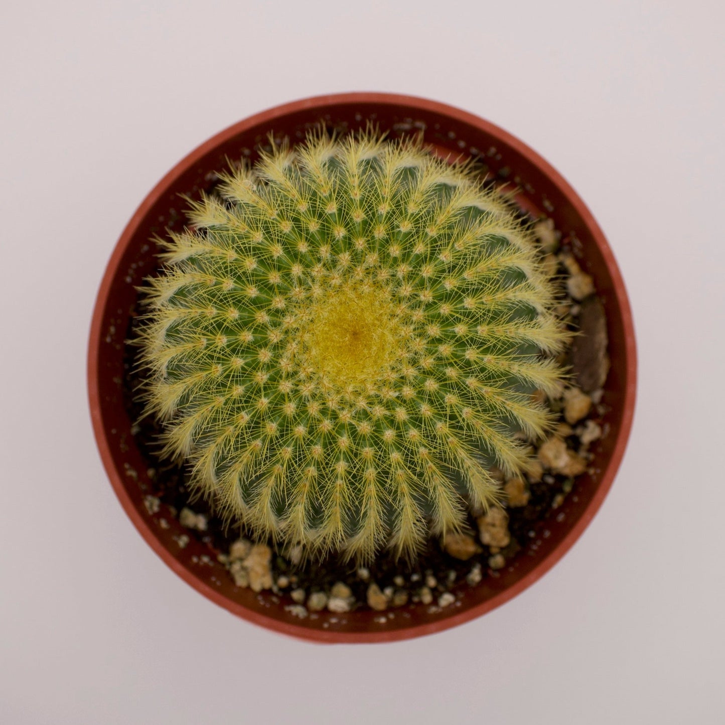 Parodia Golden Ball Cactus