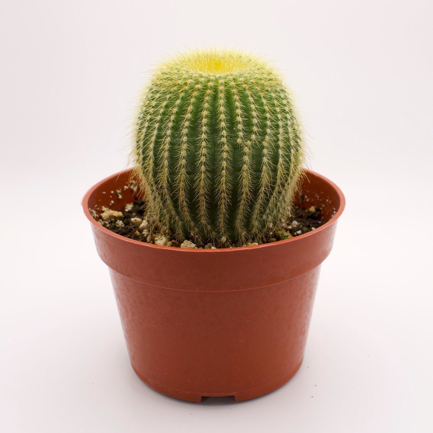 Parodia Golden Ball Cactus