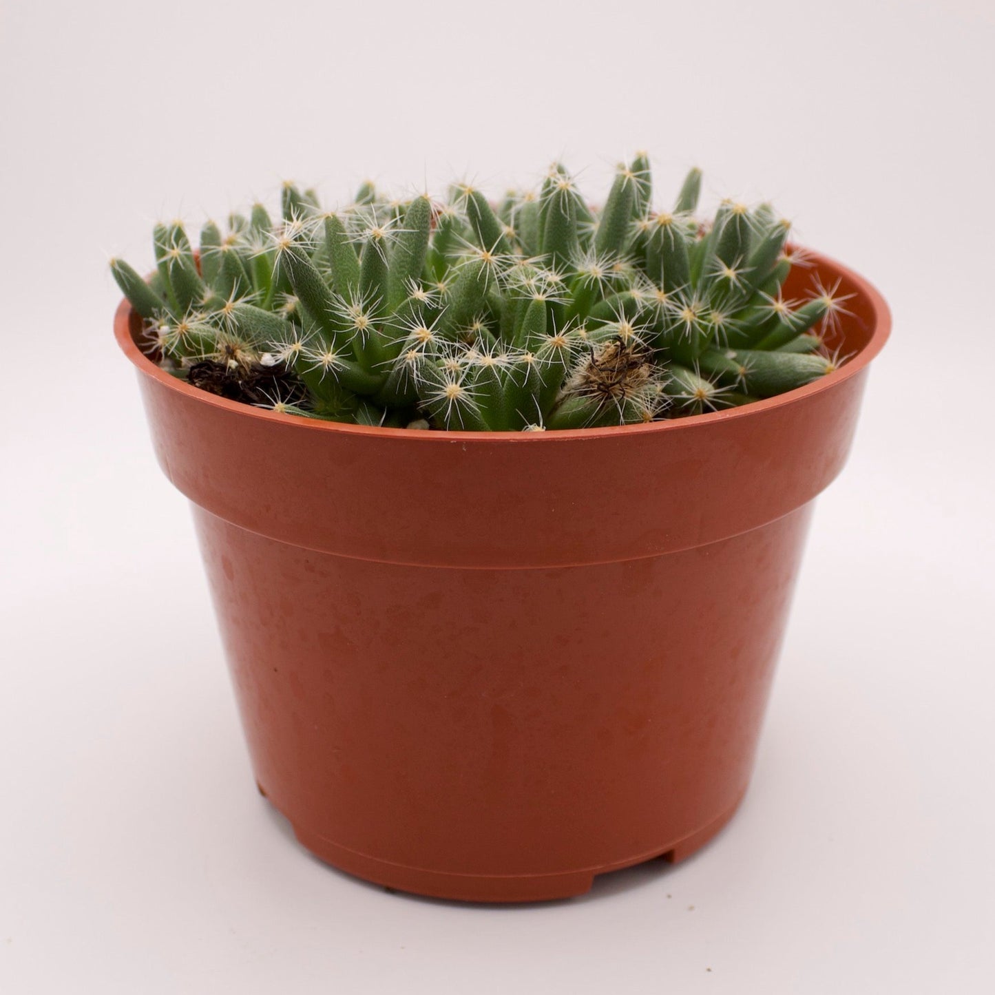 Trichodiadema Mini Desert Rose