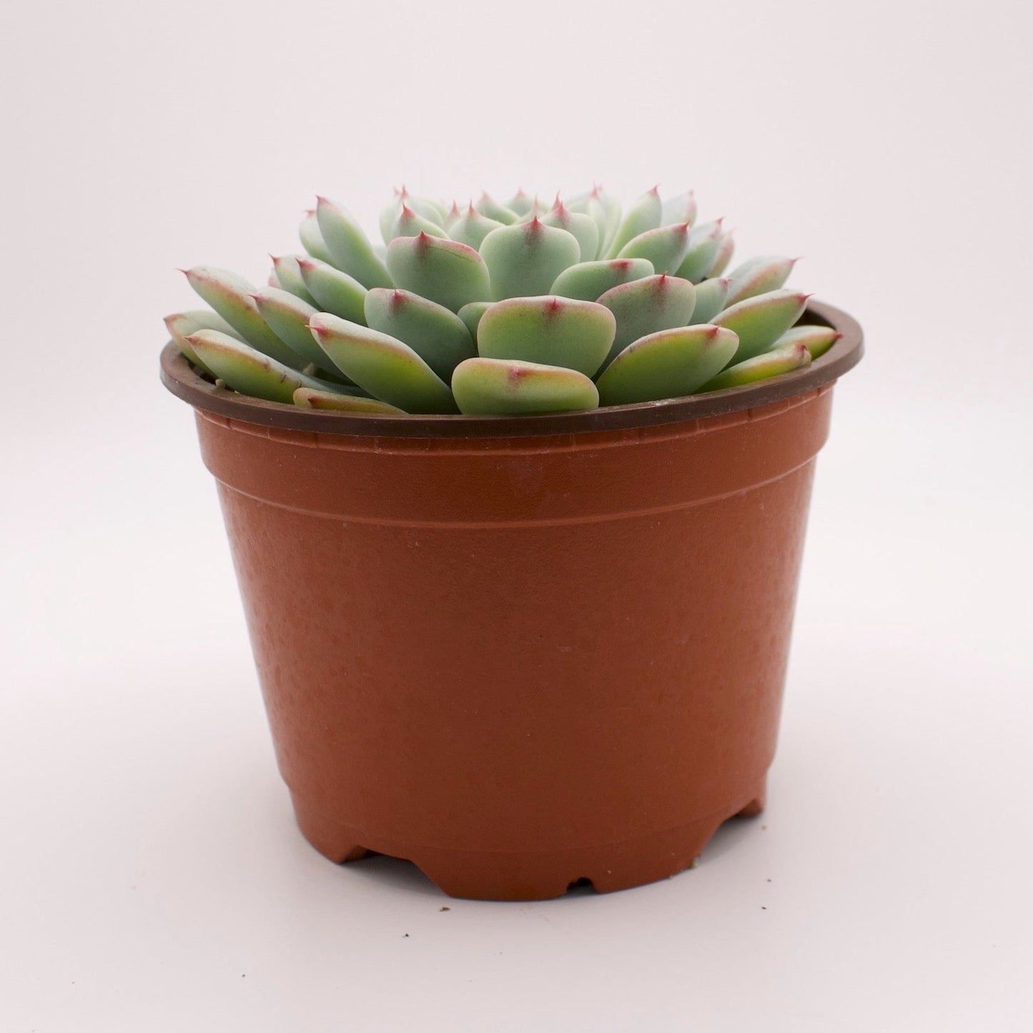 Echeveria Minima