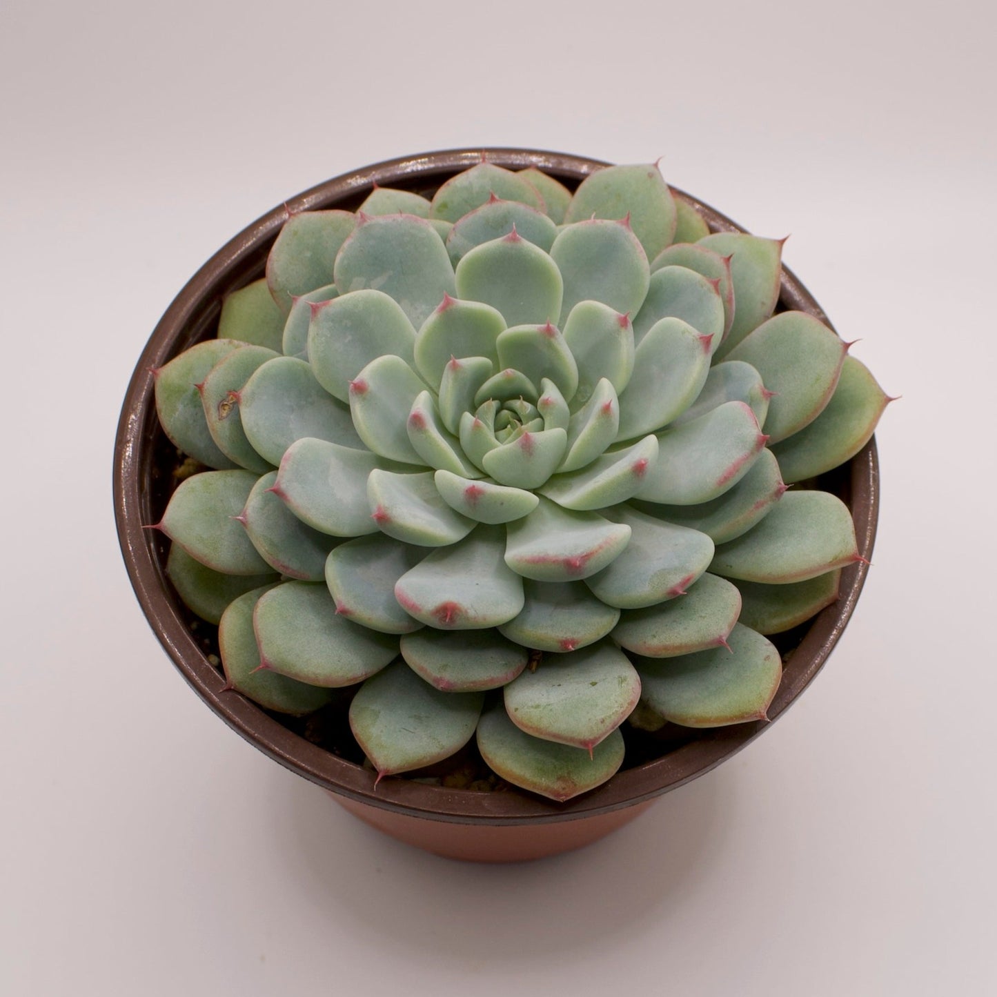 Echeveria Minima