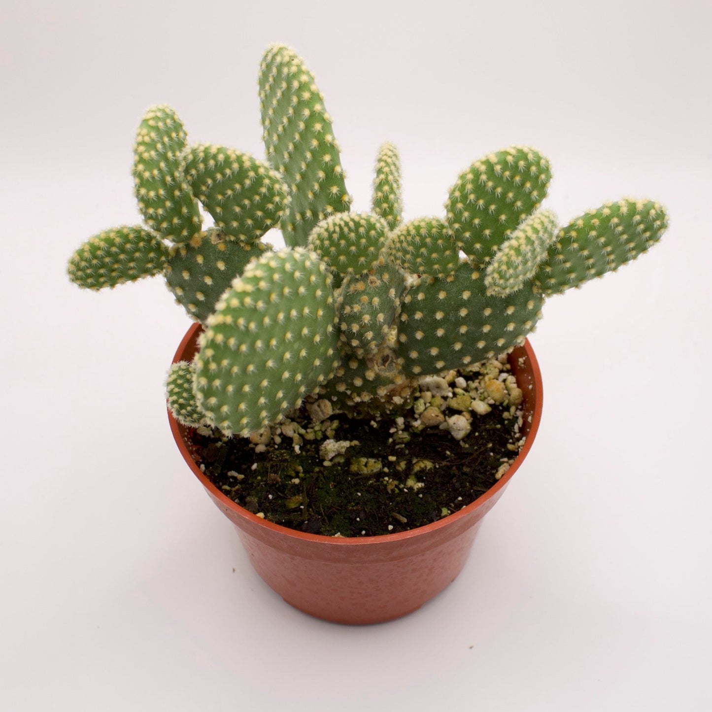 Opuntia Bunny Ears Cactus