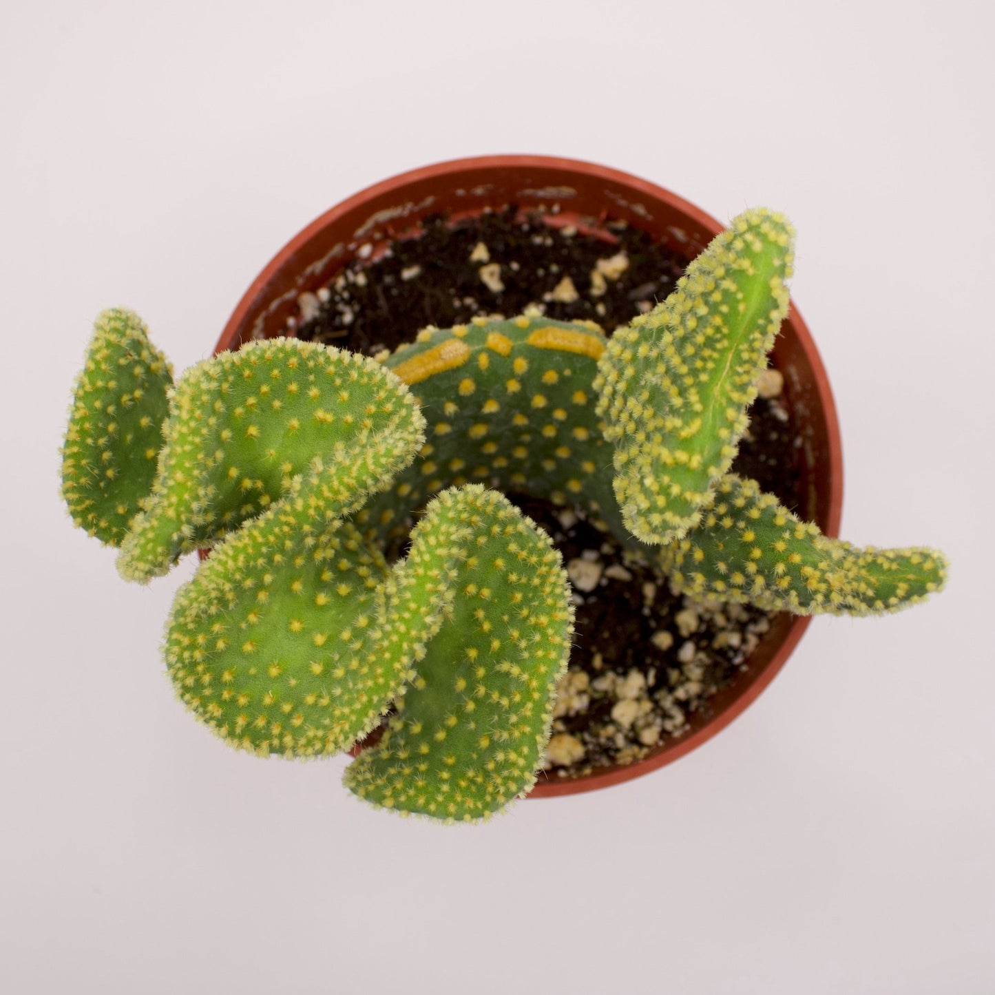 Opuntia Crazy Bunny Ears Cactus