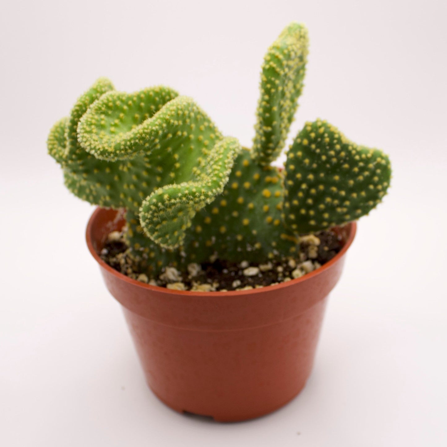 Opuntia Crazy Bunny Ears Cactus