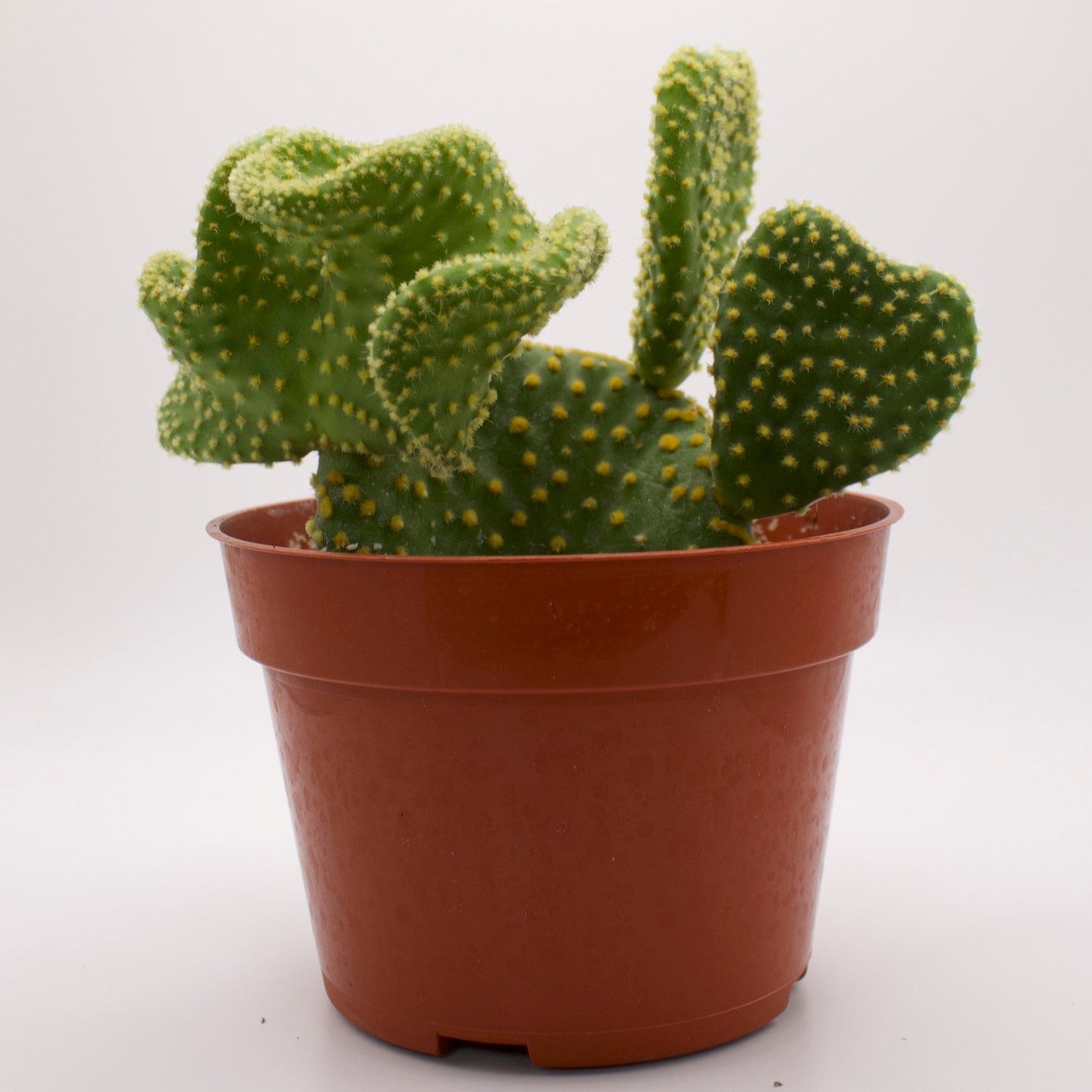 Opuntia Crazy Bunny Ears Cactus