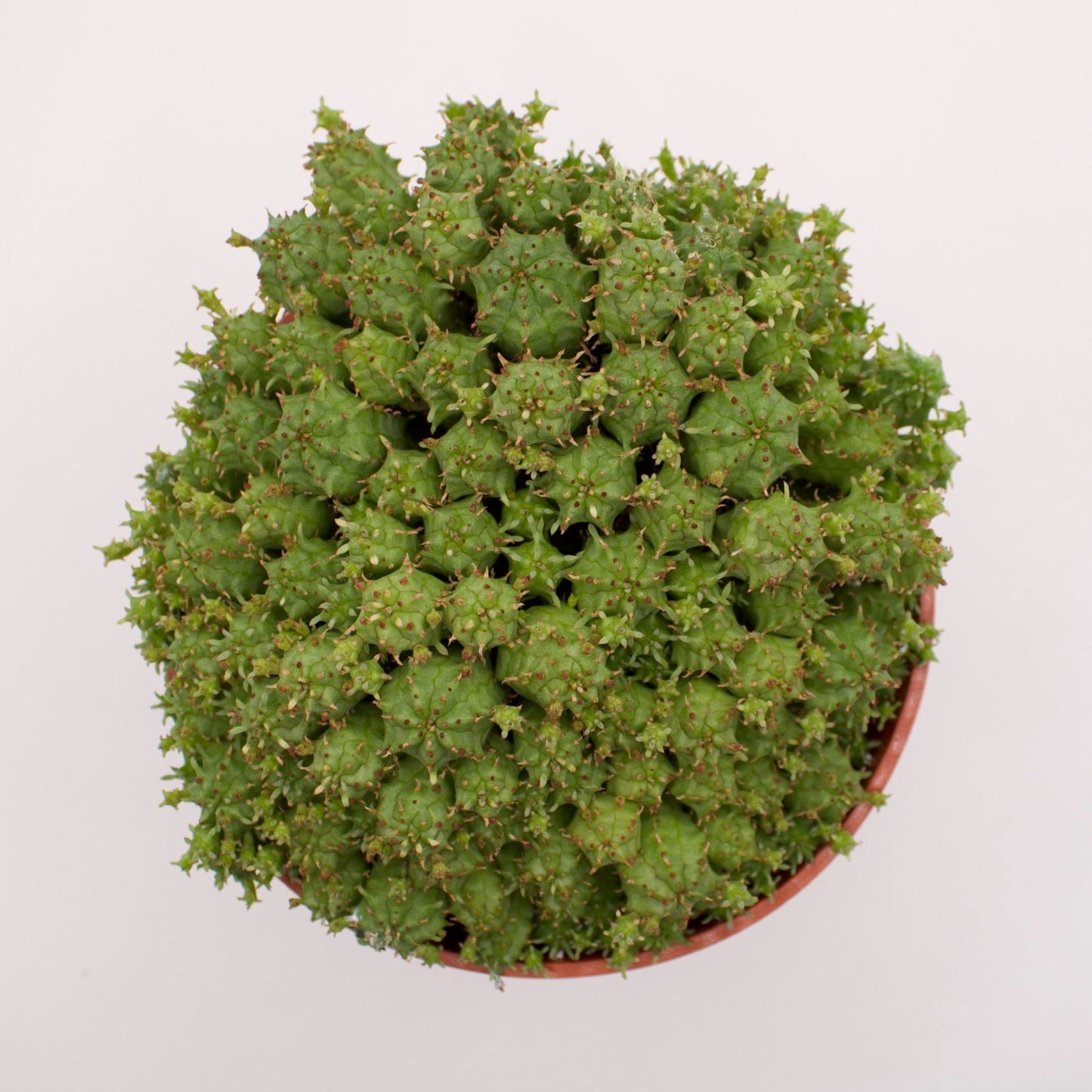 Euphorbia Monstrose