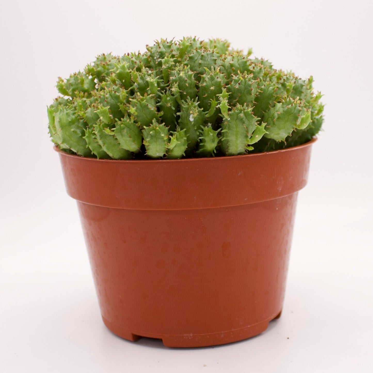 Euphorbia Monstrose