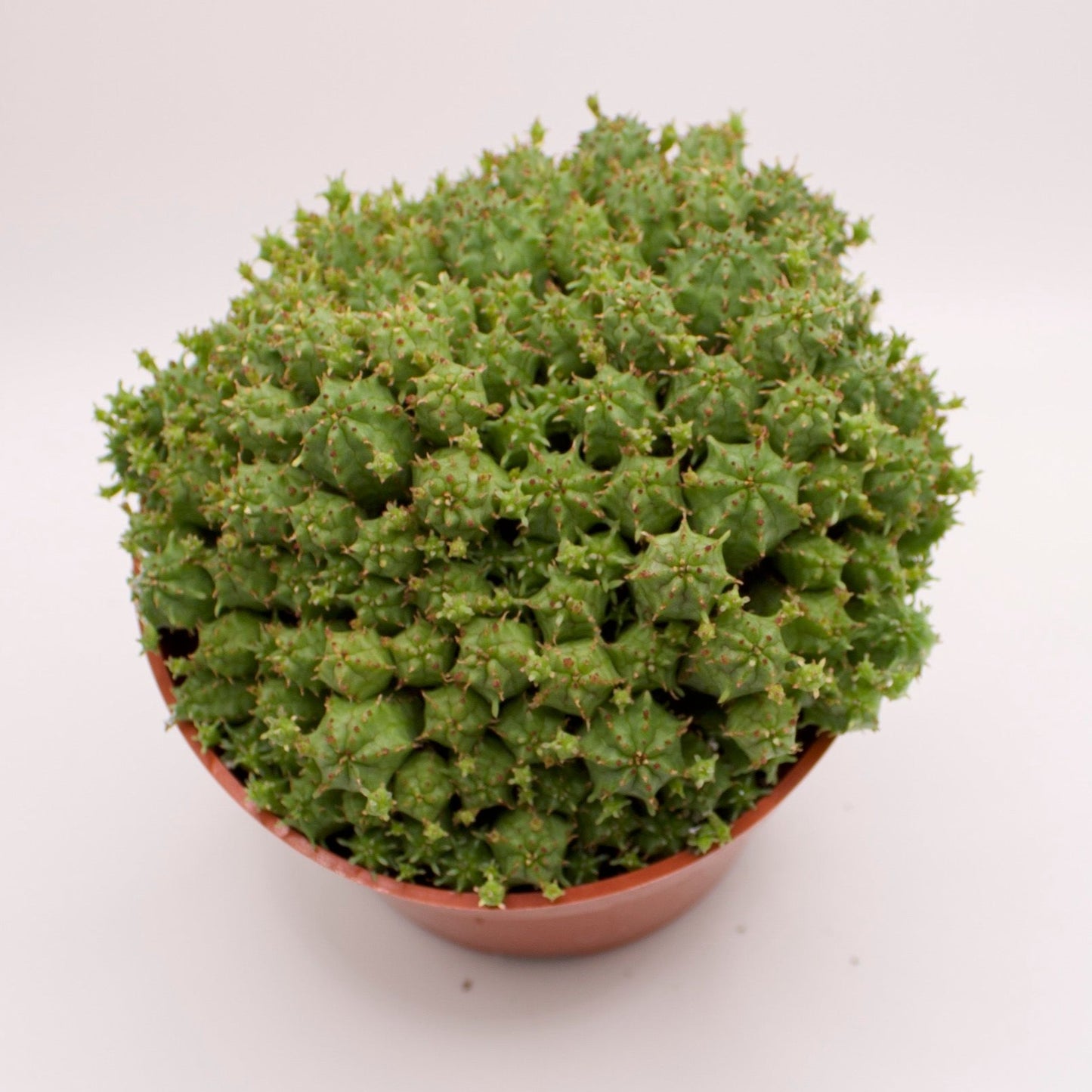Euphorbia Monstrose