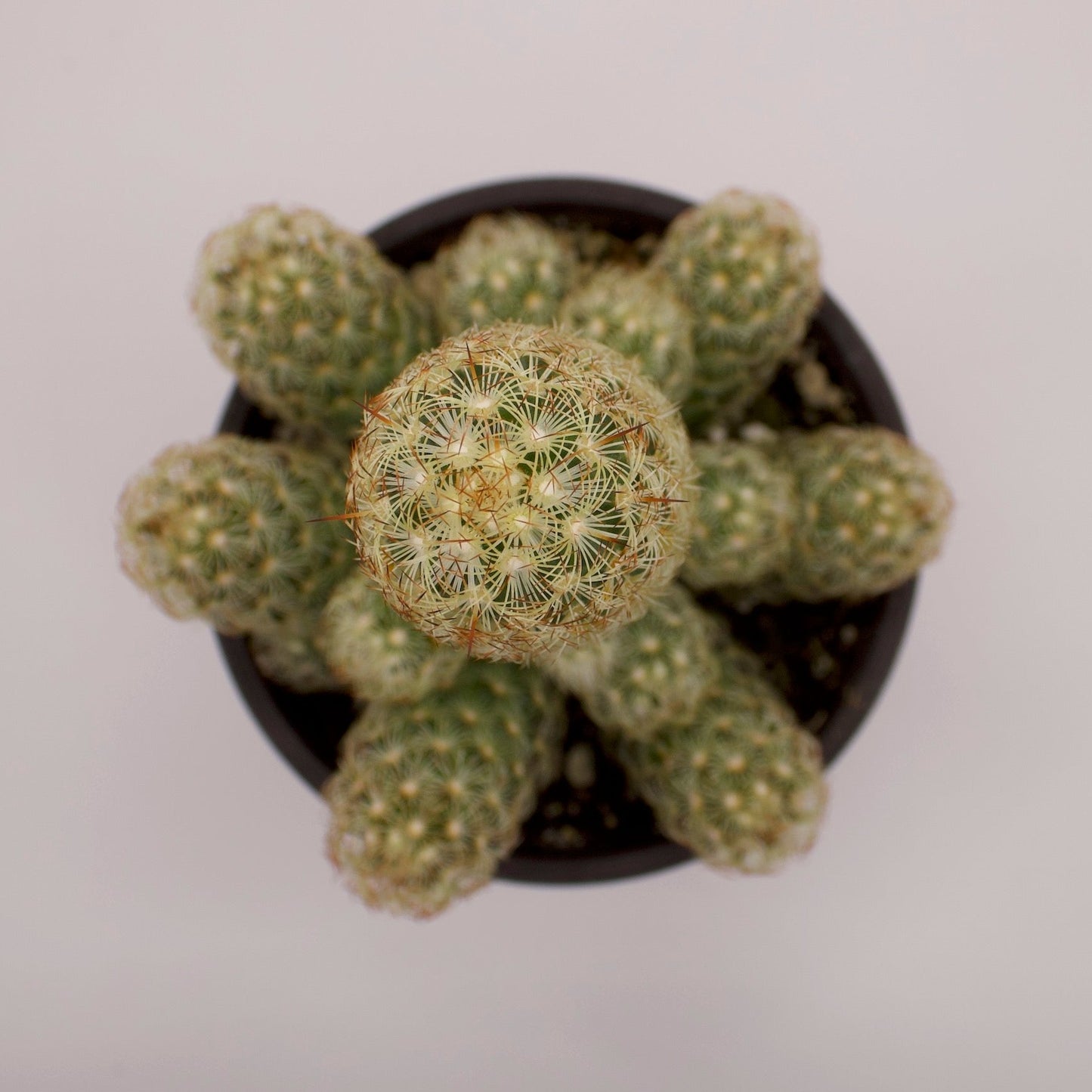 Mammillaria Lady Finger Cactus