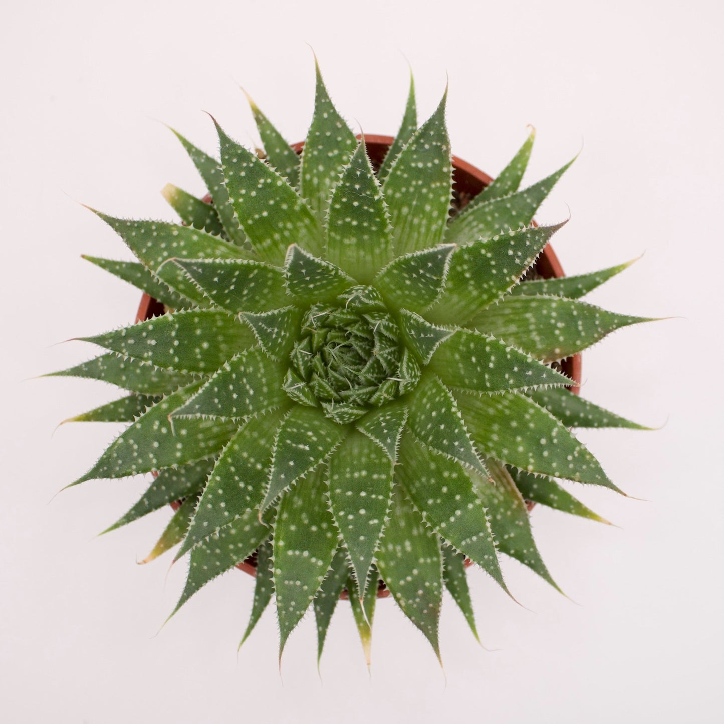 Aloe Aristata Lace Aloe