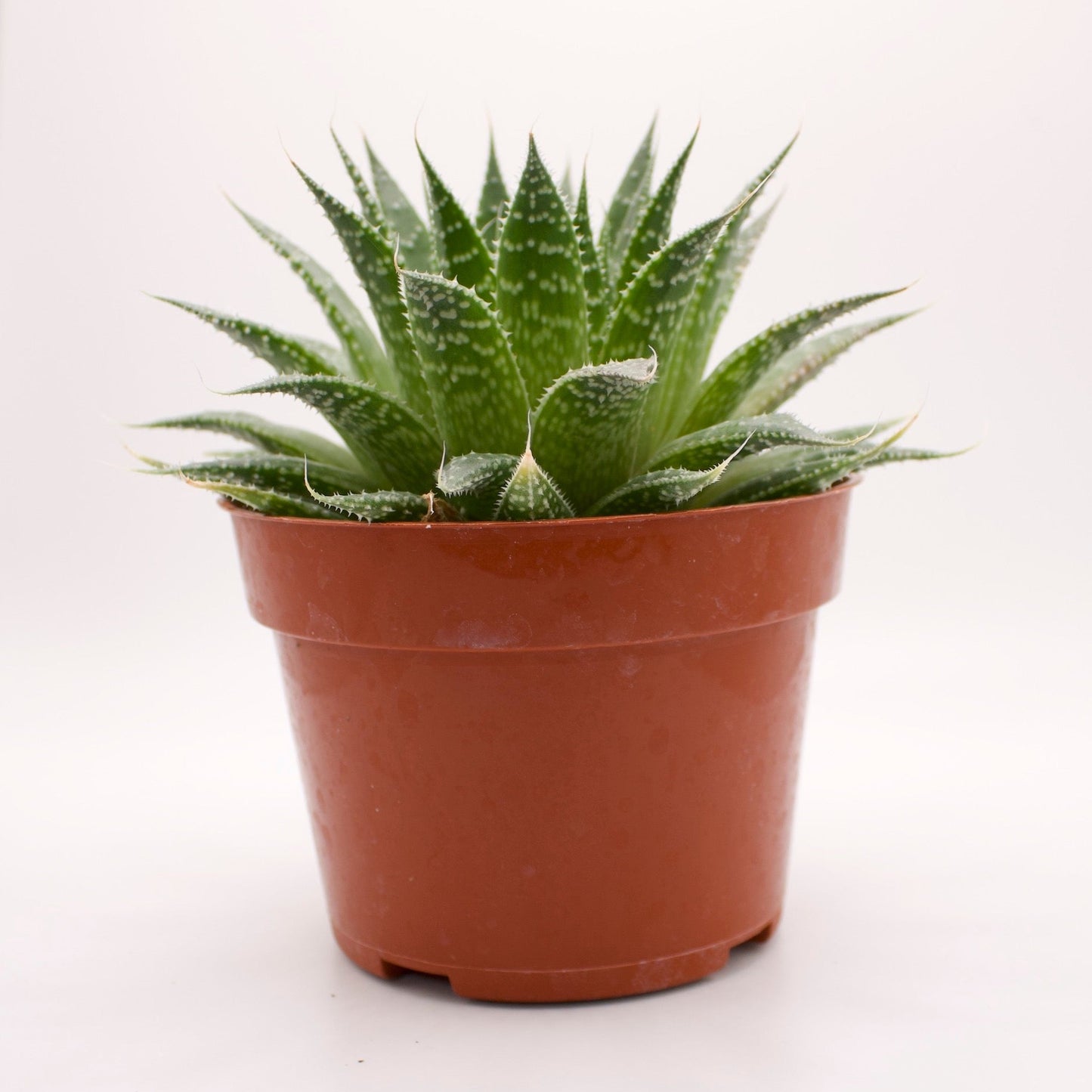 Aloe Aristata Lace Aloe