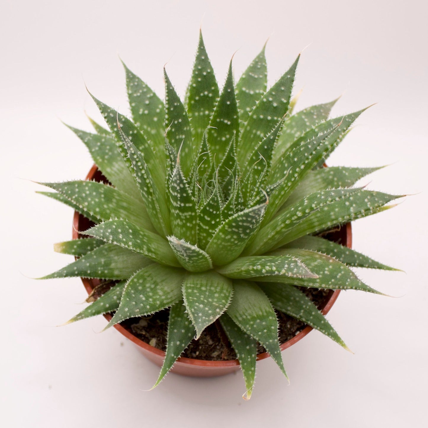 Aloe Aristata Lace Aloe