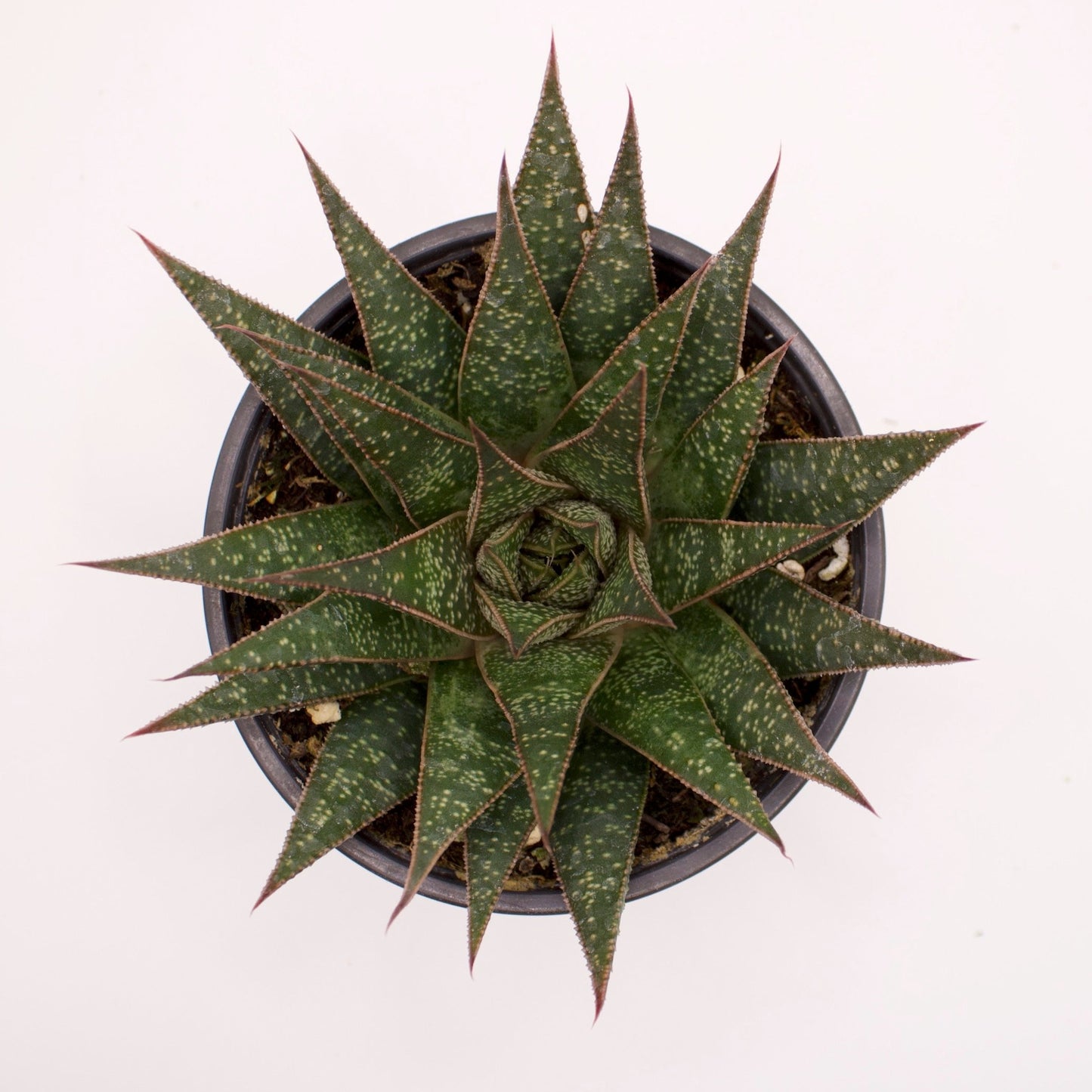 Gasteraloe Flow