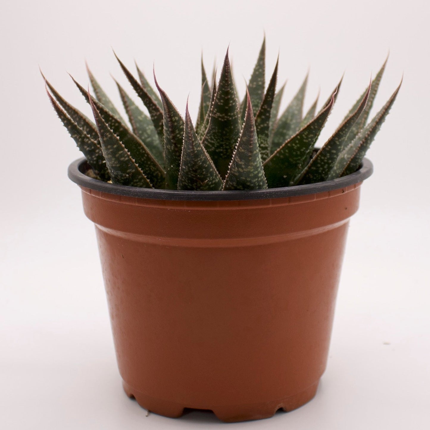Gasteraloe Flow