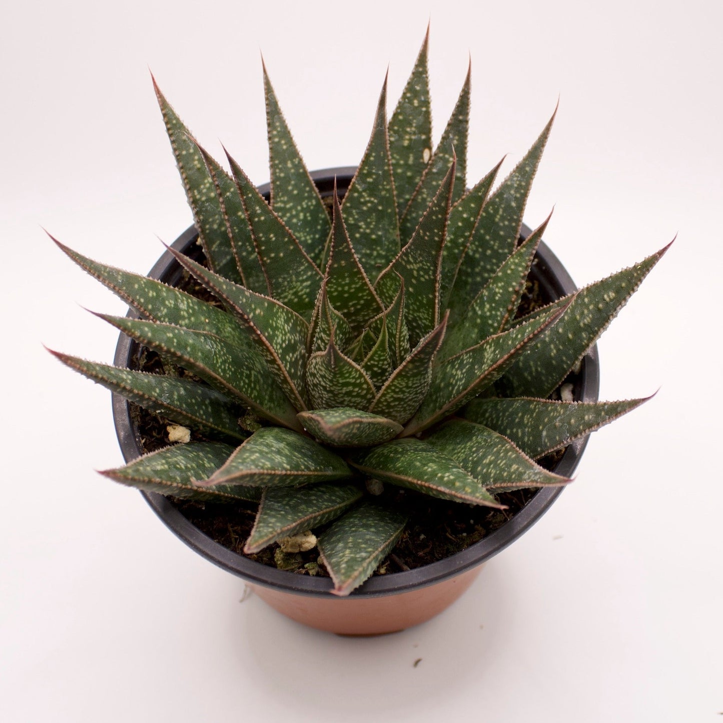 Gasteraloe Flow