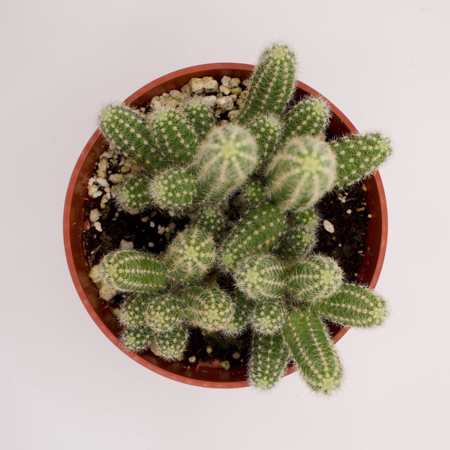 Echinopsis Peanut Cactus
