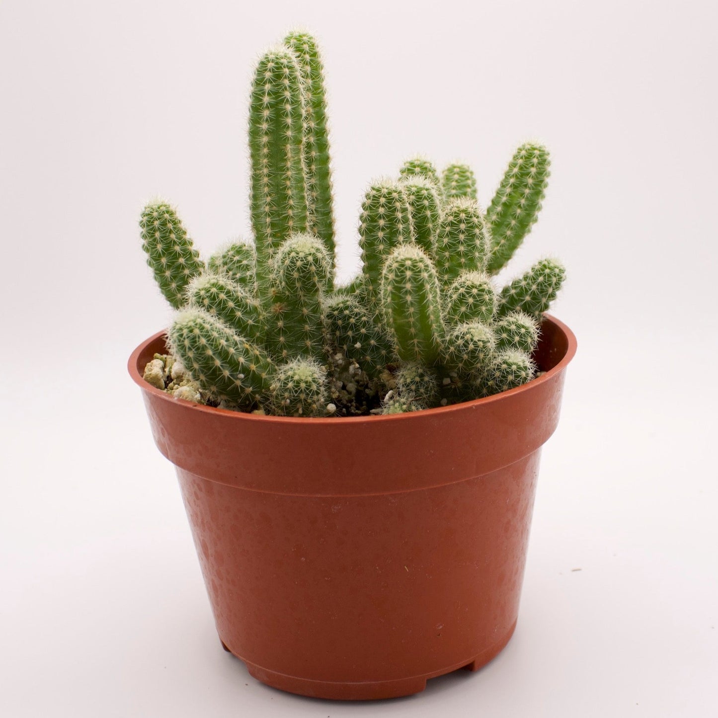 Echinopsis Peanut Cactus
