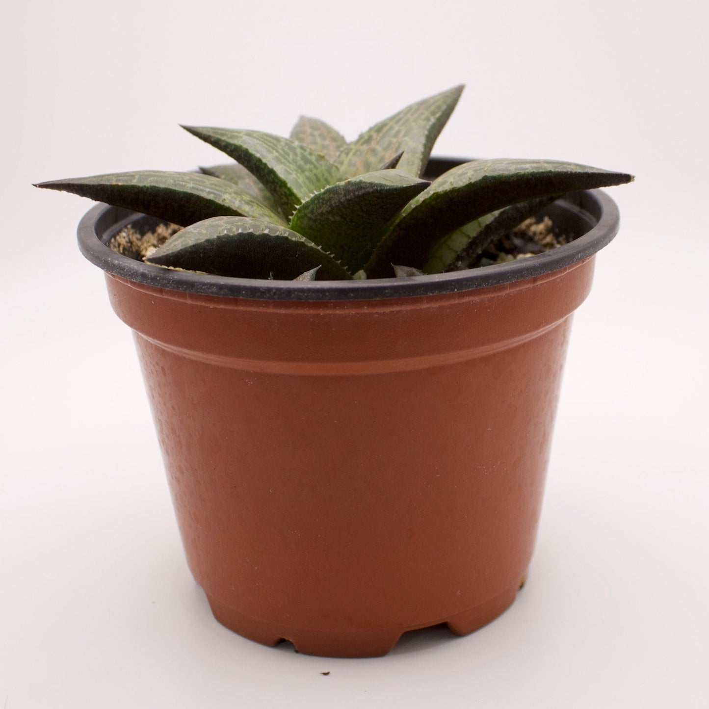 Haworthia Venosa Tessellata