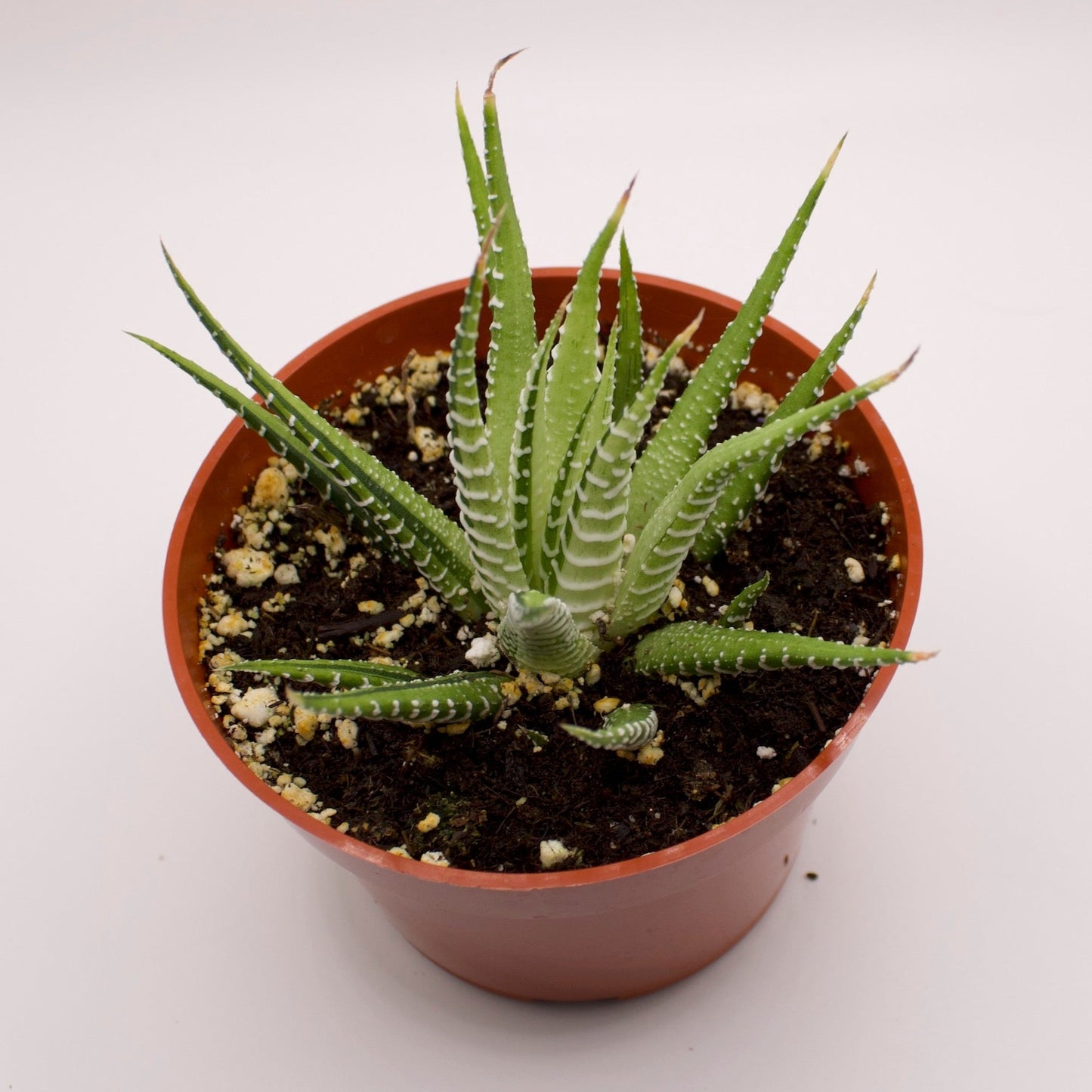 Haworthia Variegated Zebra