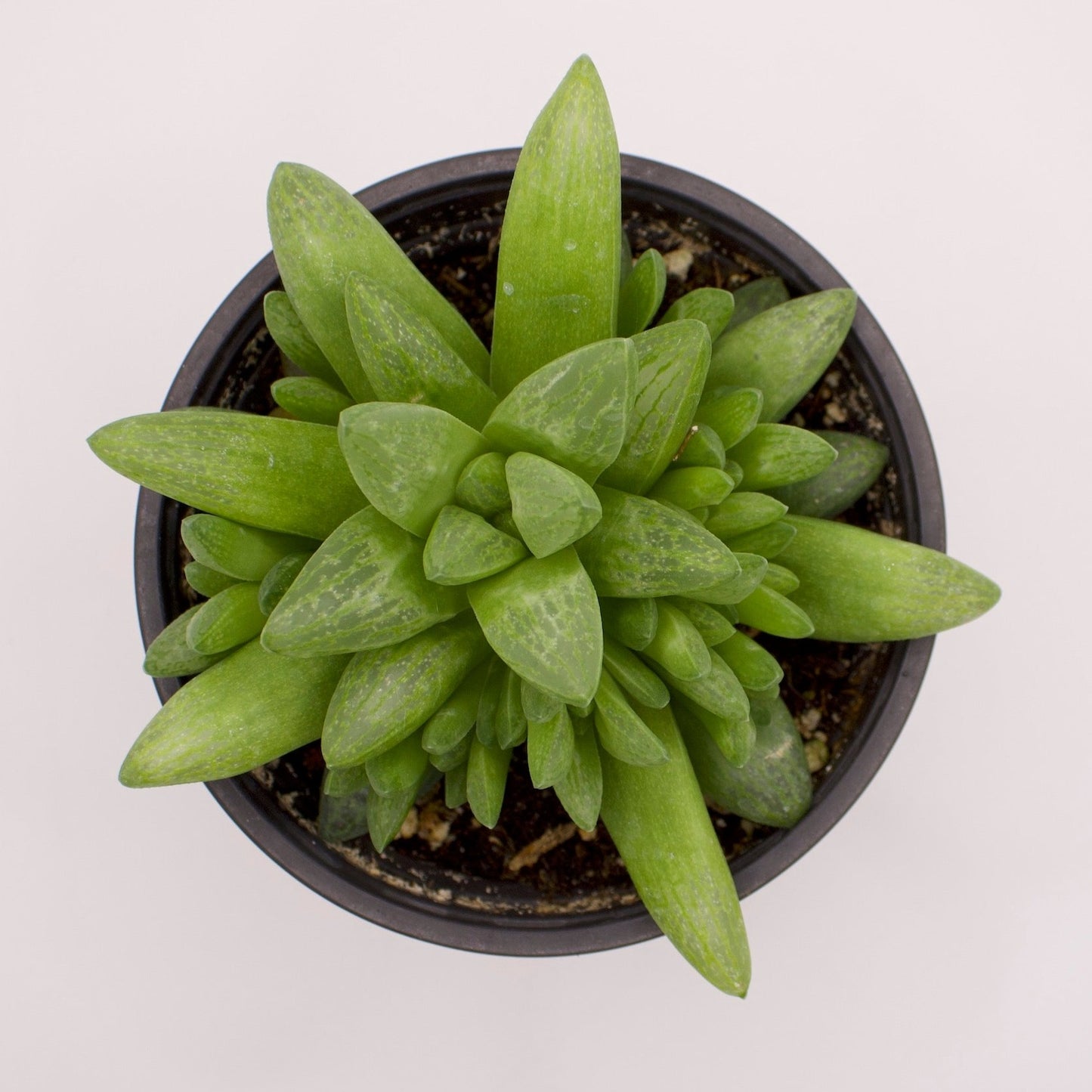 Haworthia Turgida X