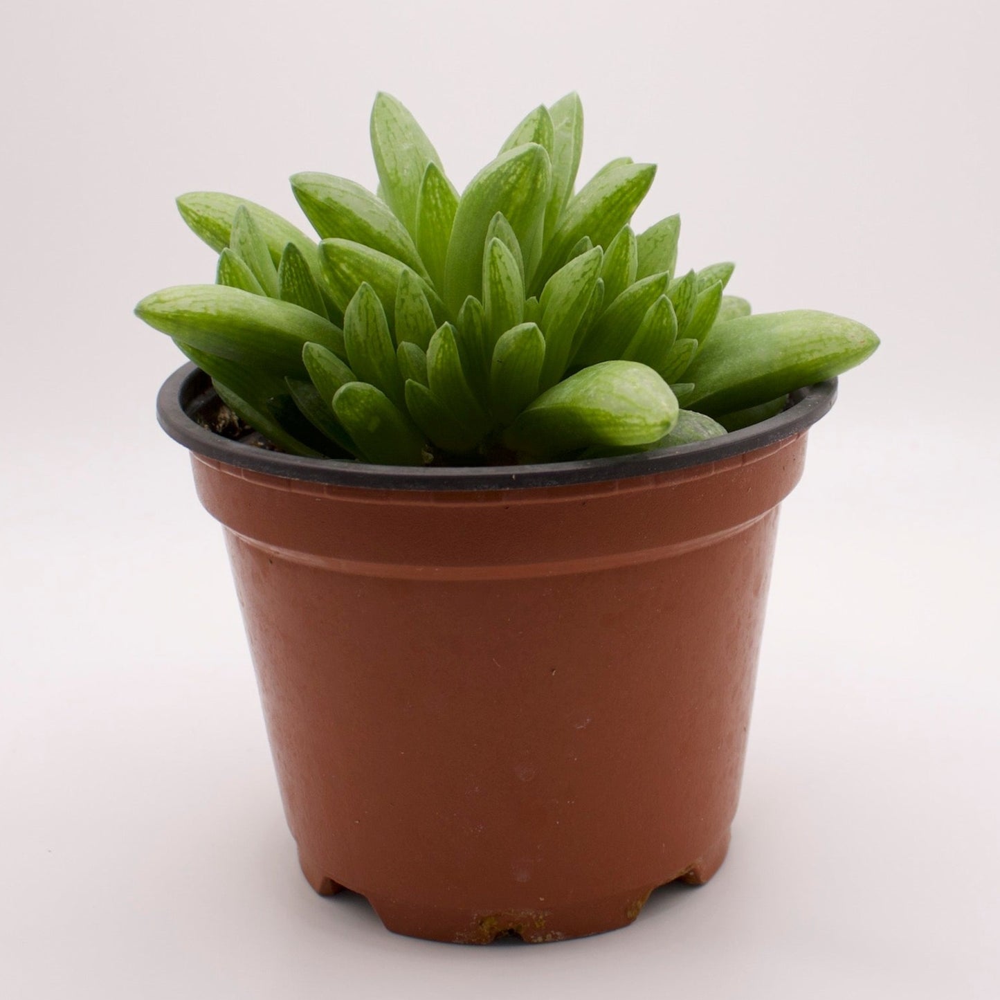 Haworthia Turgida X