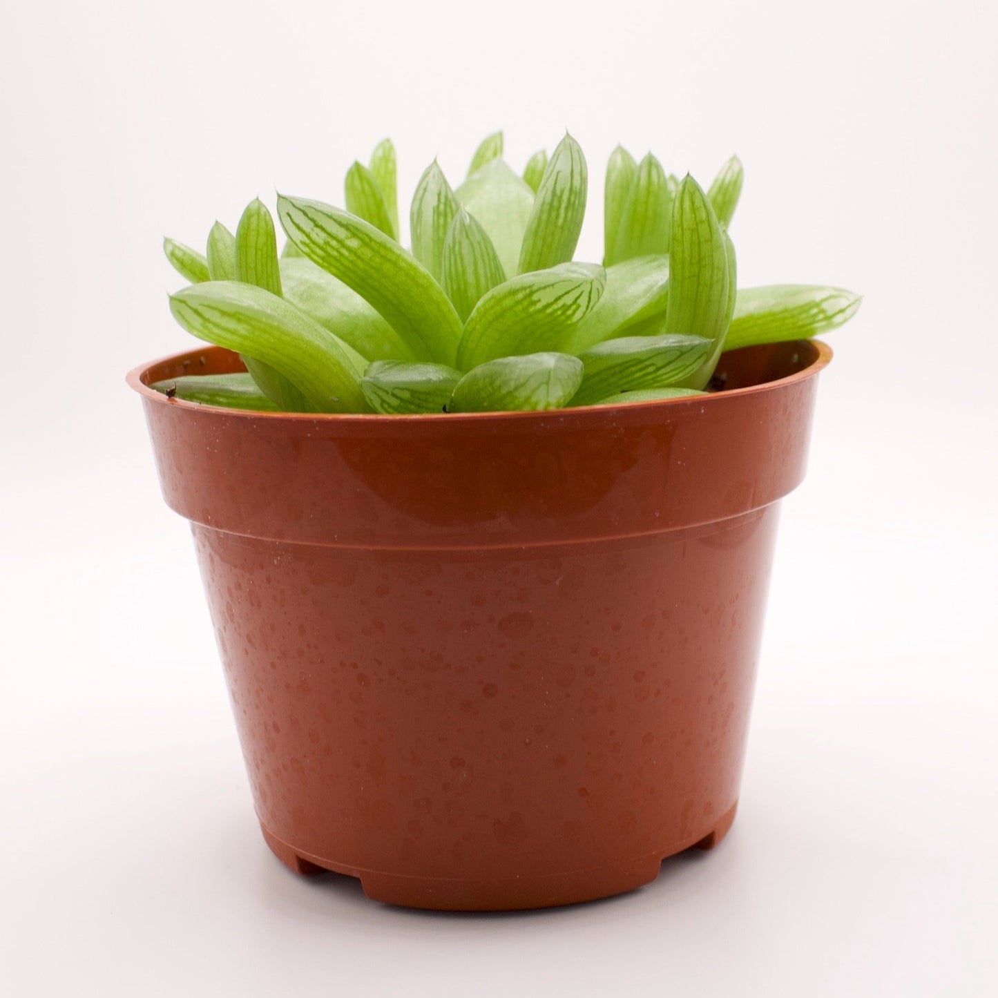 Haworthia Cymbiformis Duval