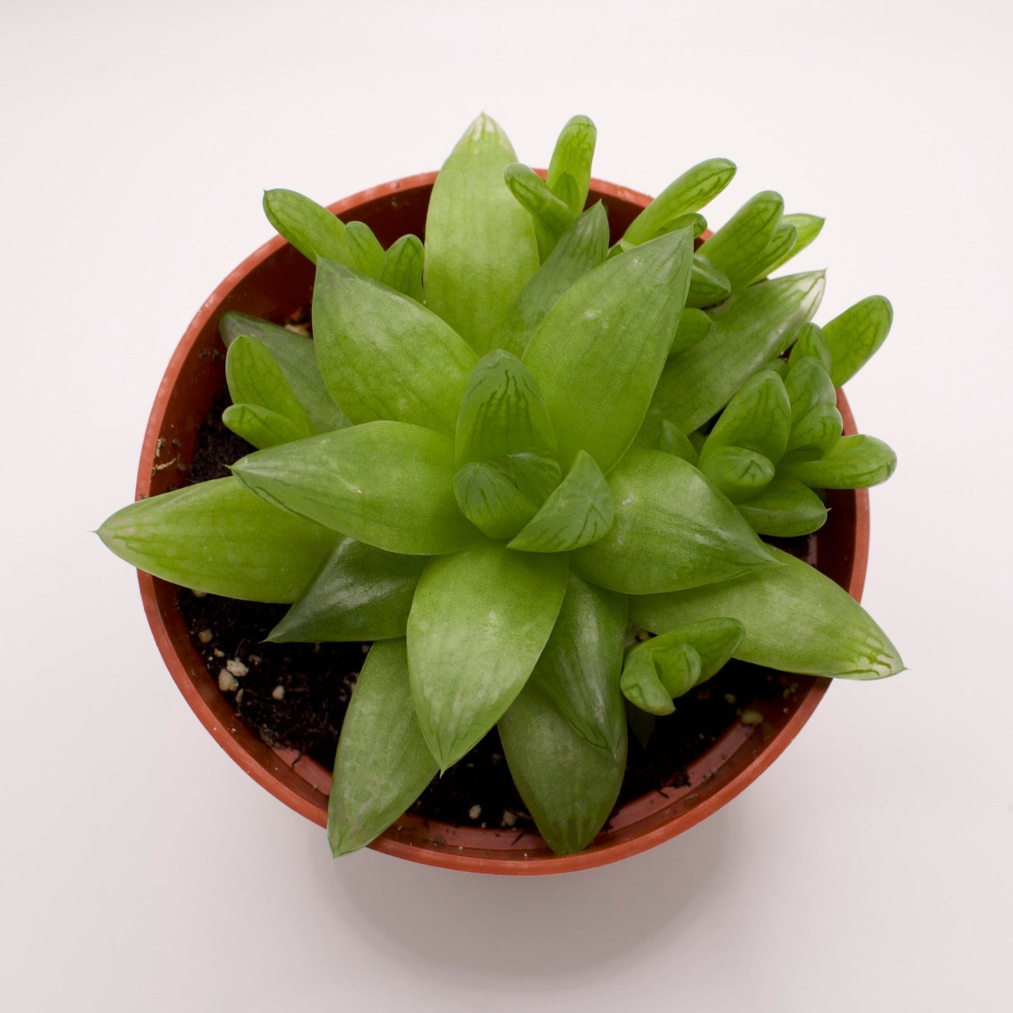 Haworthia Cymbiformis Duval