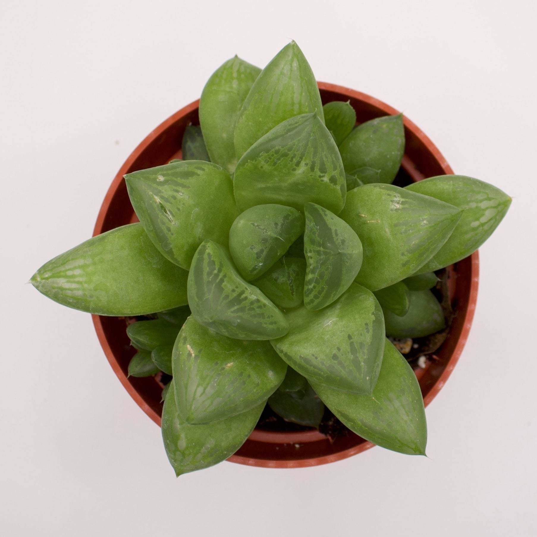 star window succulent Haworthia Star Window Plant – Perfectly Rooted Succulents