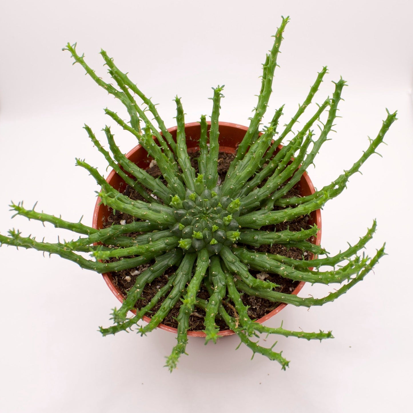 Euphorbia Flanaganii