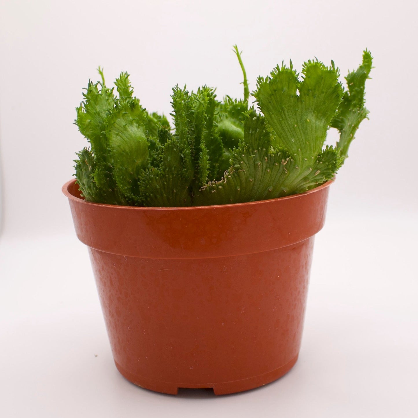 Euphorbia Green Coral