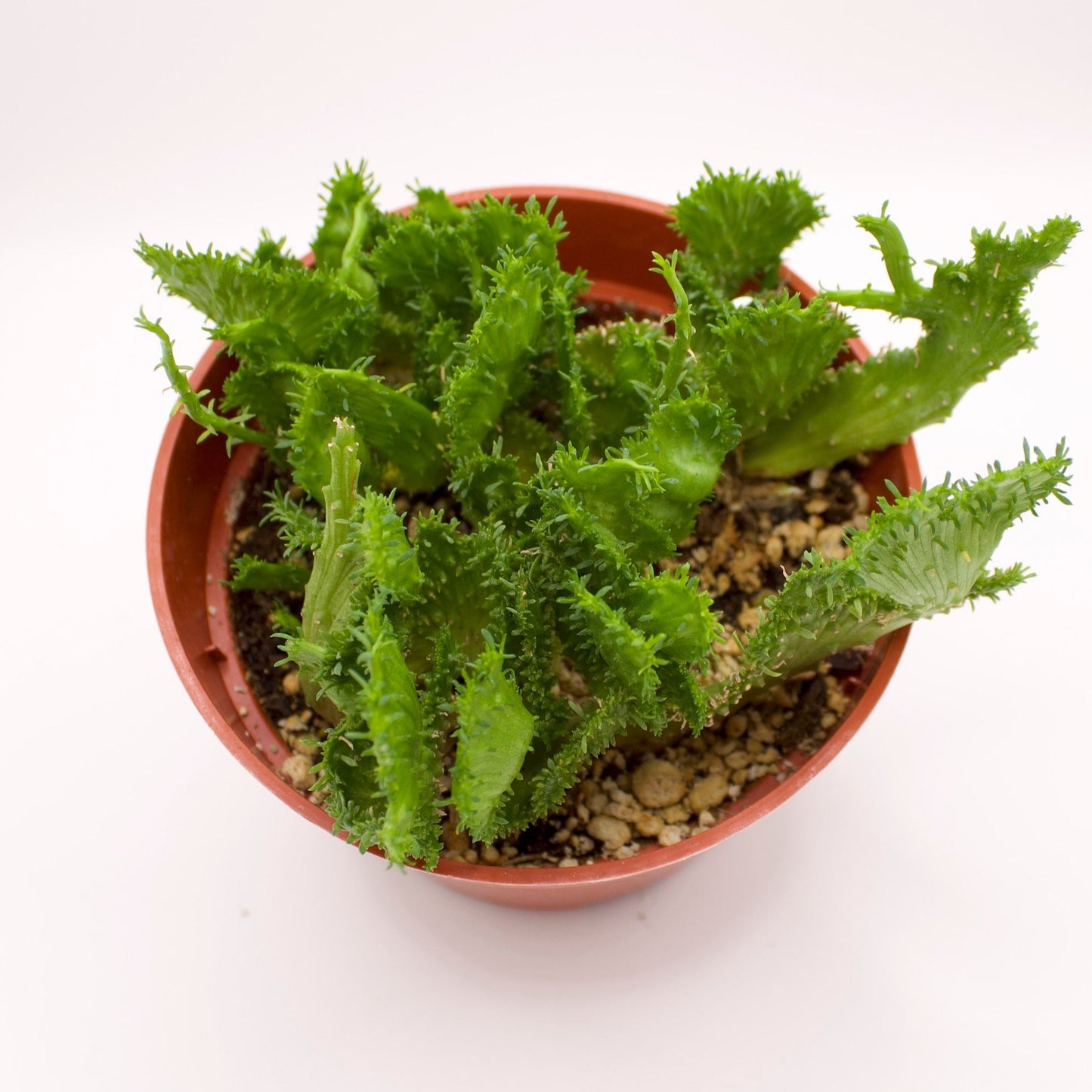 Euphorbia Green Coral