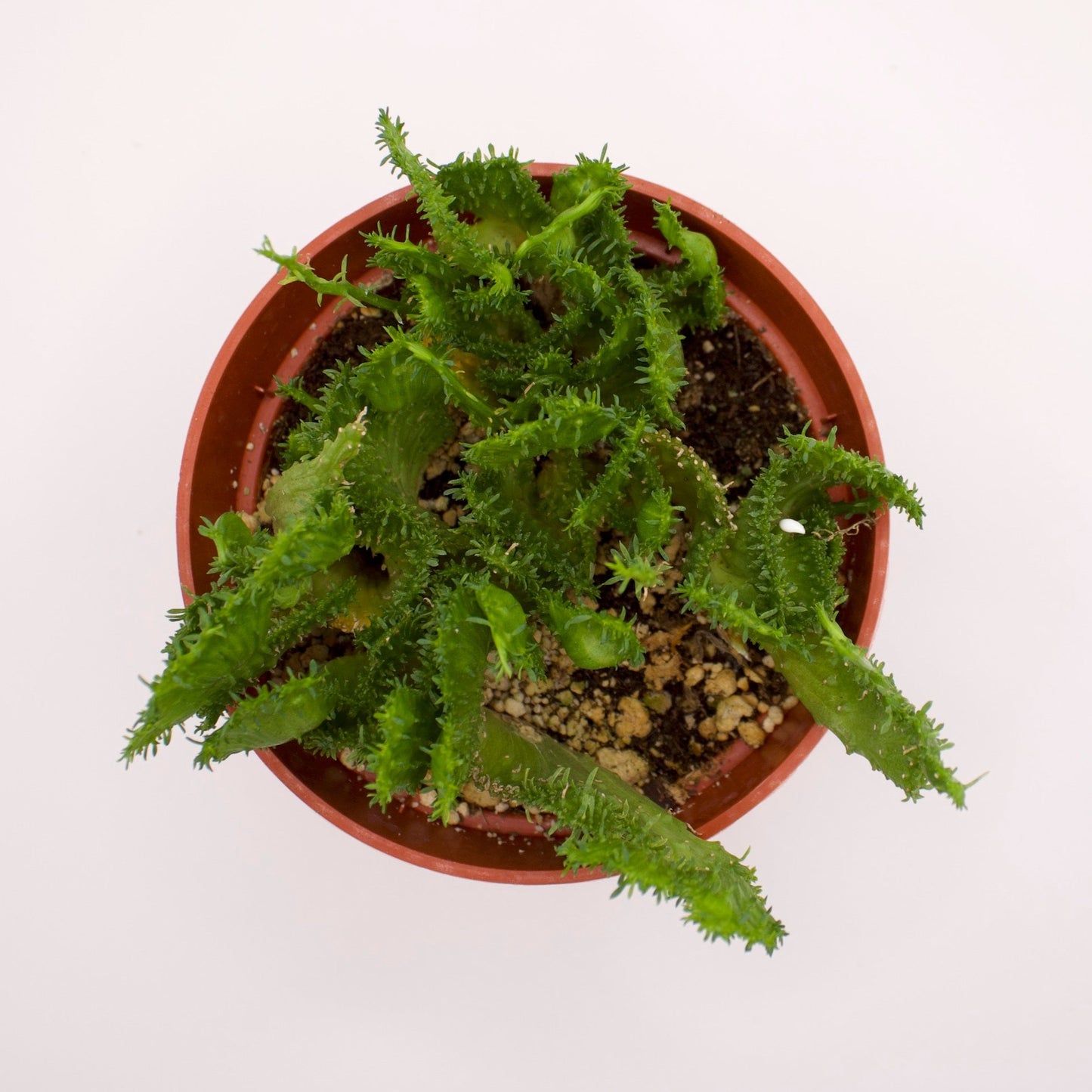 Euphorbia Green Coral
