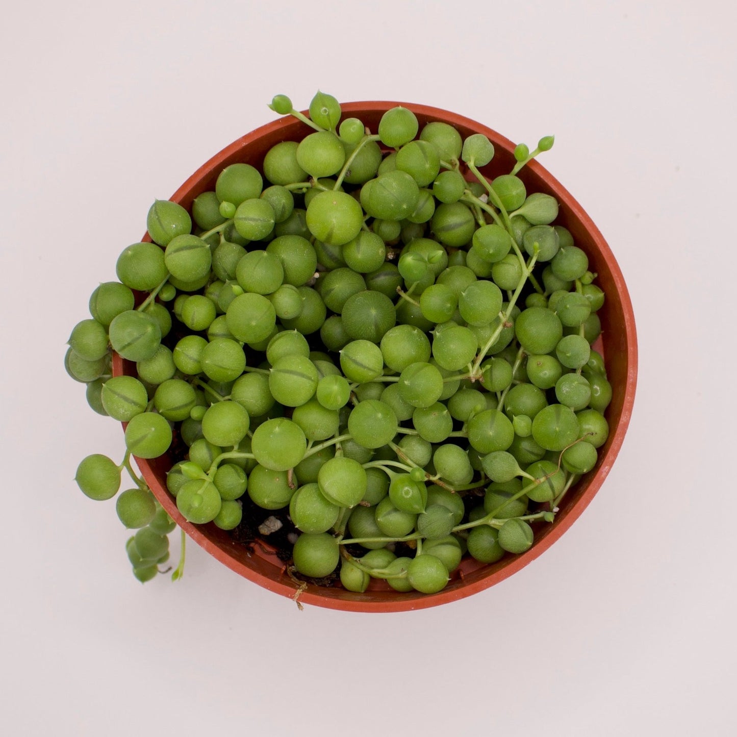 Senecio String of Pearls