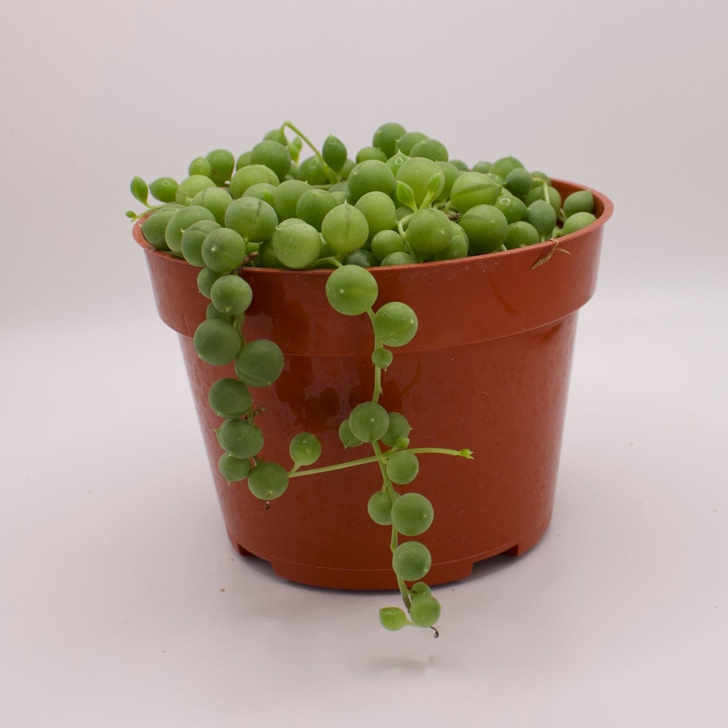 Senecio String of Pearls