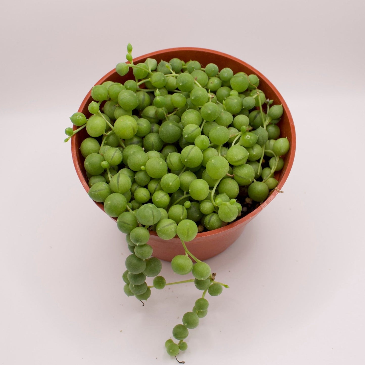 Senecio String of Pearls