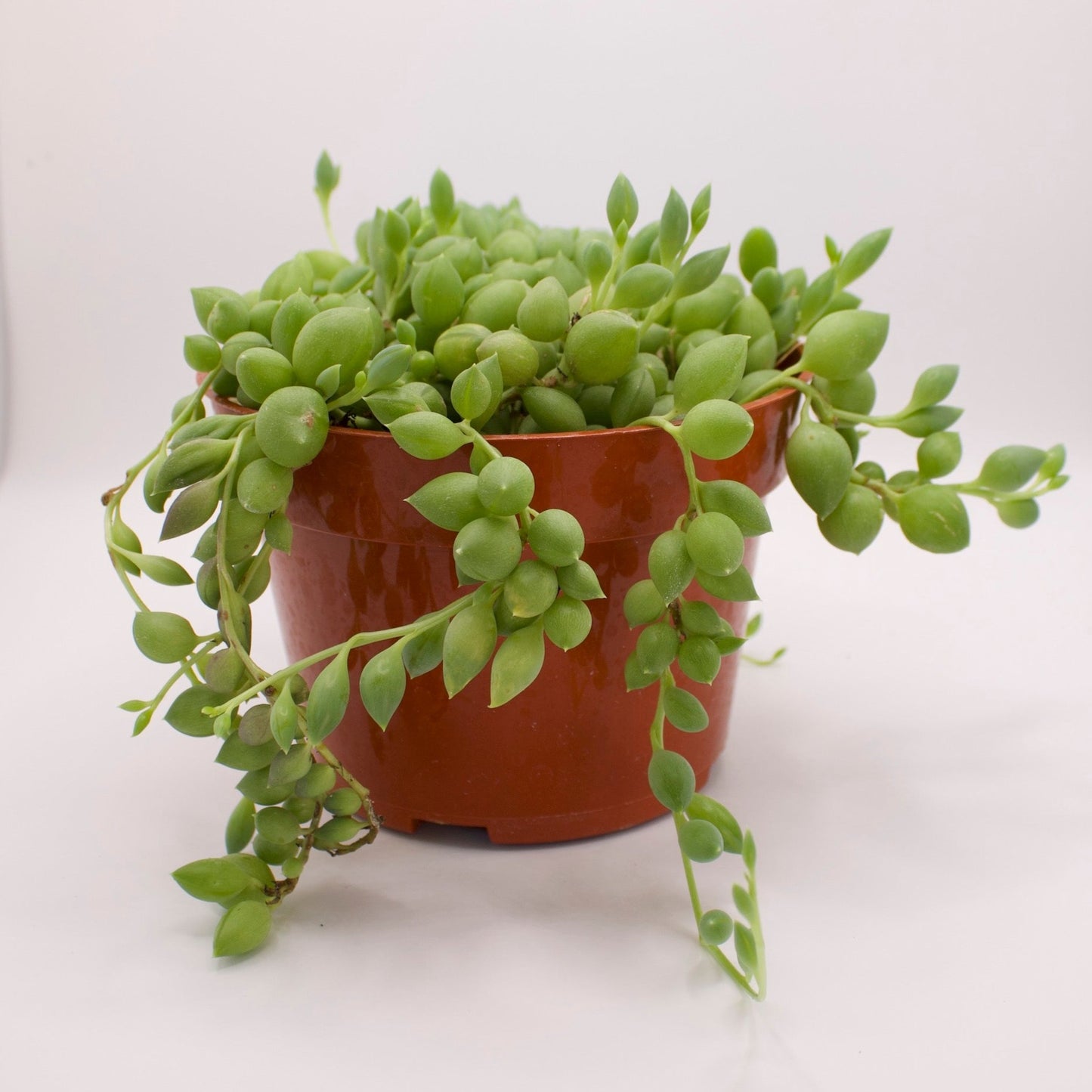 Senecio String of Tears