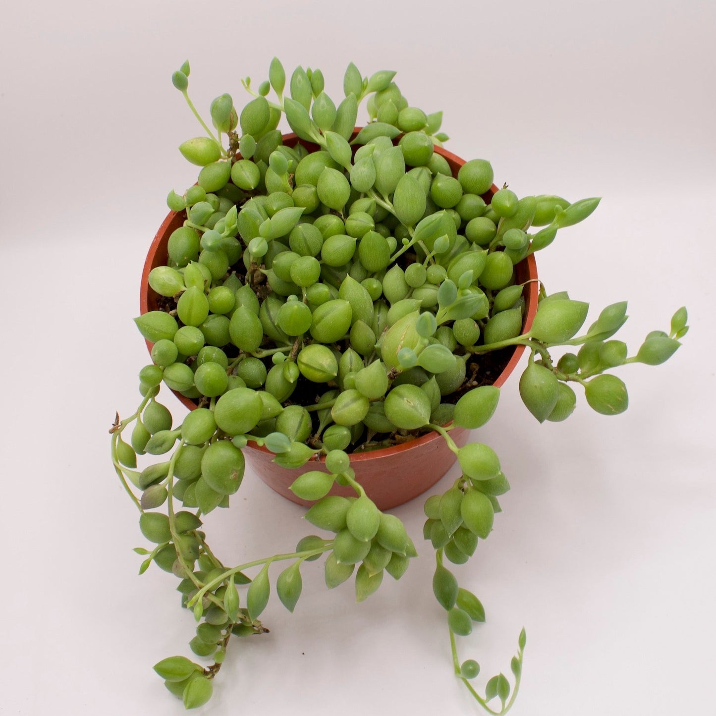 Senecio String of Tears