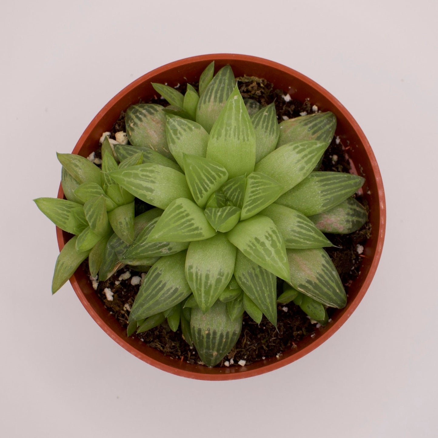 Haworthia Turgida