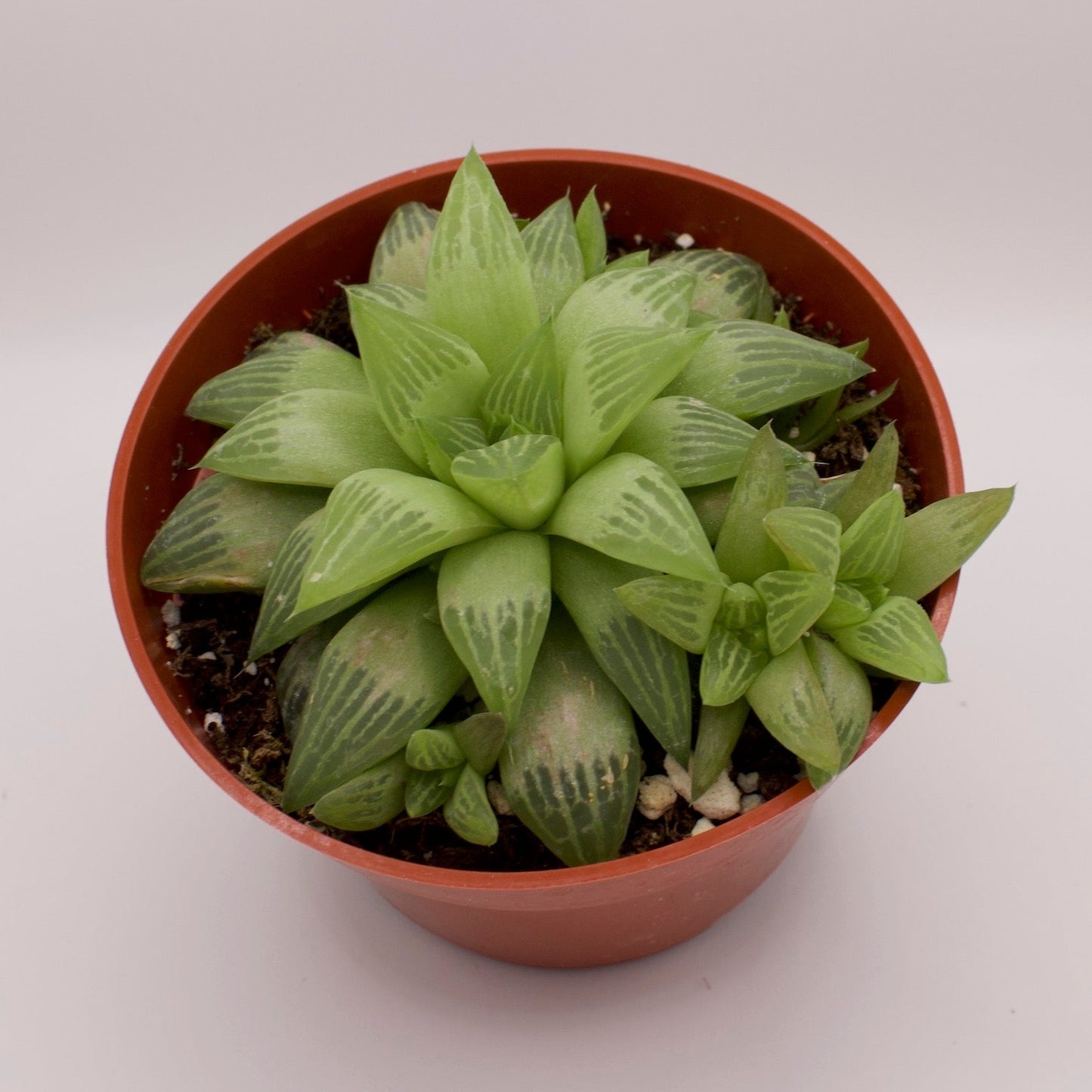 Haworthia Turgida